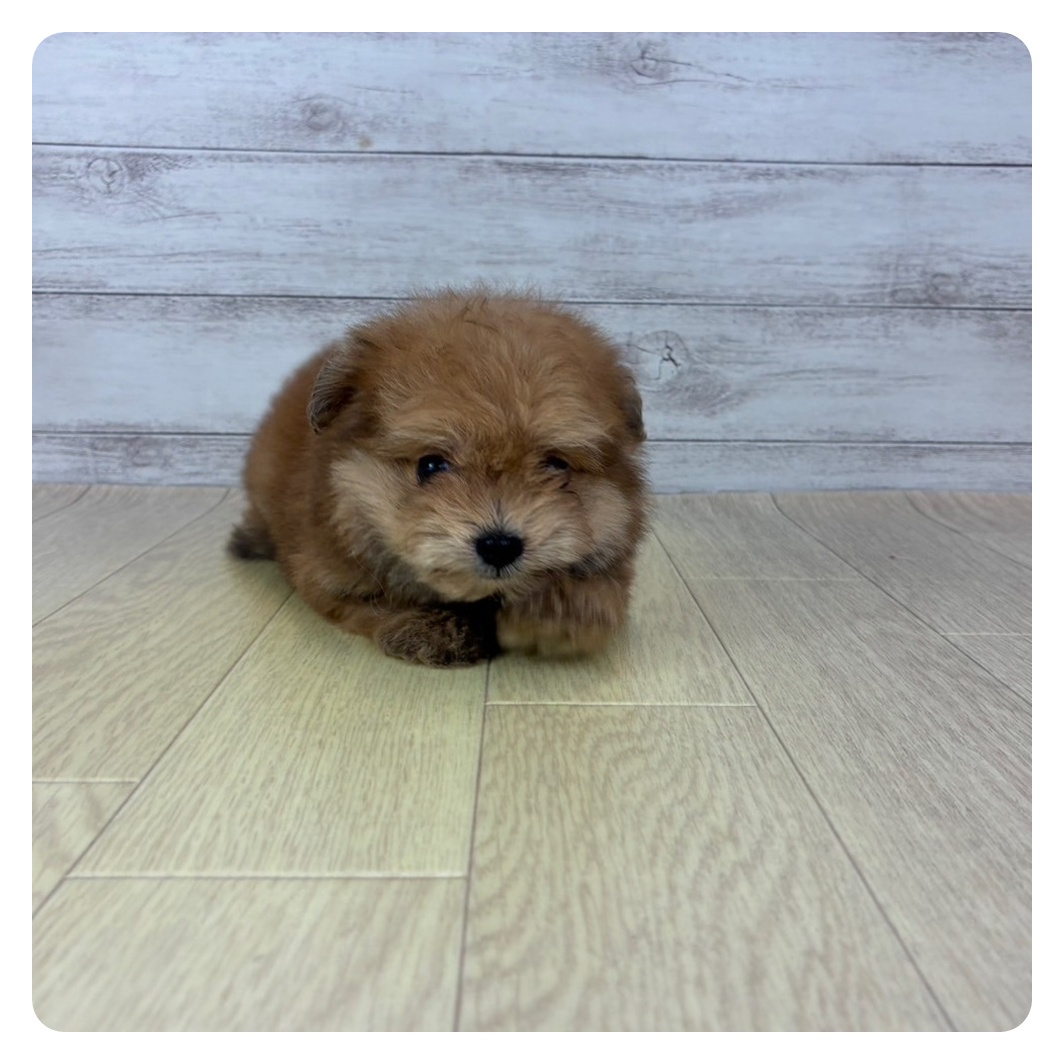 岐阜県のポメプー(ポメラニアン×プードル) (犬の家＆猫の里岐南店/2025年7月29日生まれ/女の子/オレンジ)の子犬の2枚目の画像