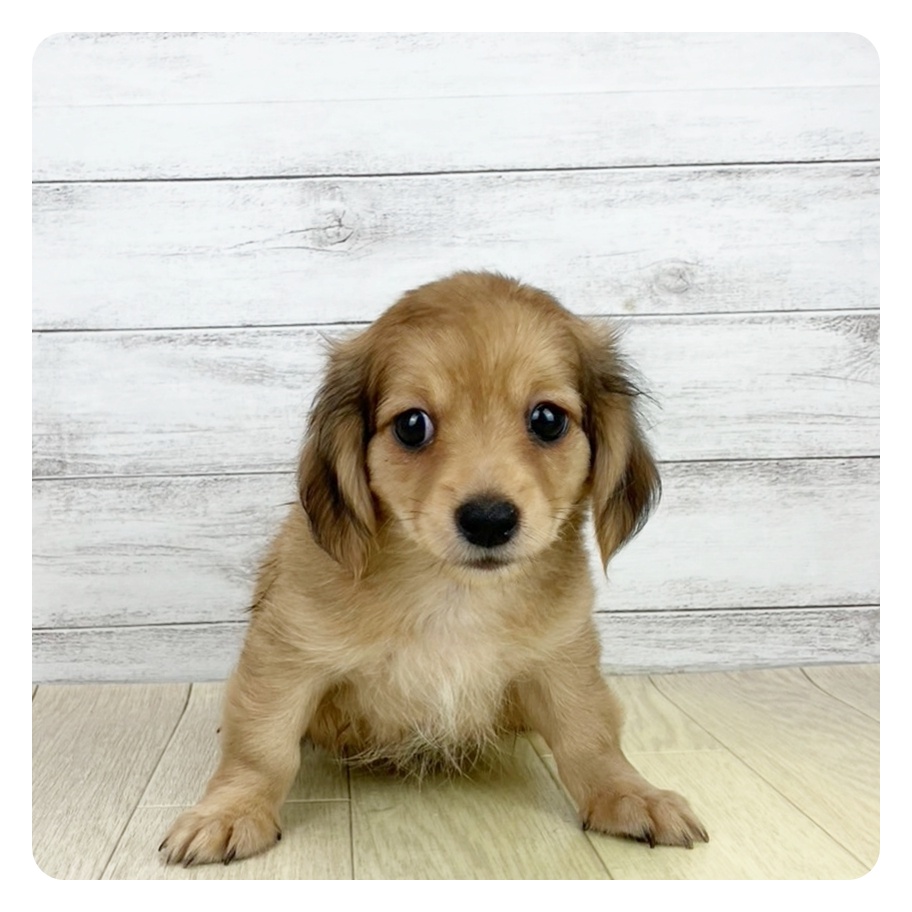 愛知県のチワックス(チワワ×ダックス) (犬の家＆猫の里碧南店/2025年7月28日生まれ/男の子/レッド)の子犬