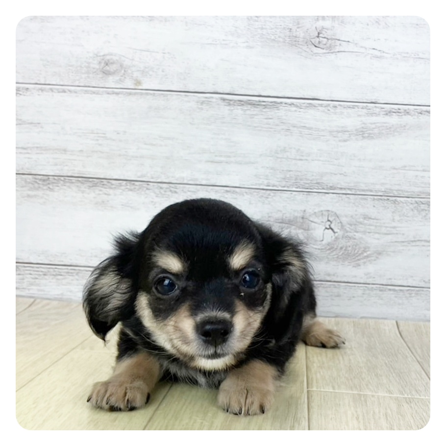 京都府のチワックス(チワワ×ダックス) (犬の家＆猫の里京都樟葉店/2025年7月28日生まれ/女の子/ブラッククリーム)の子犬