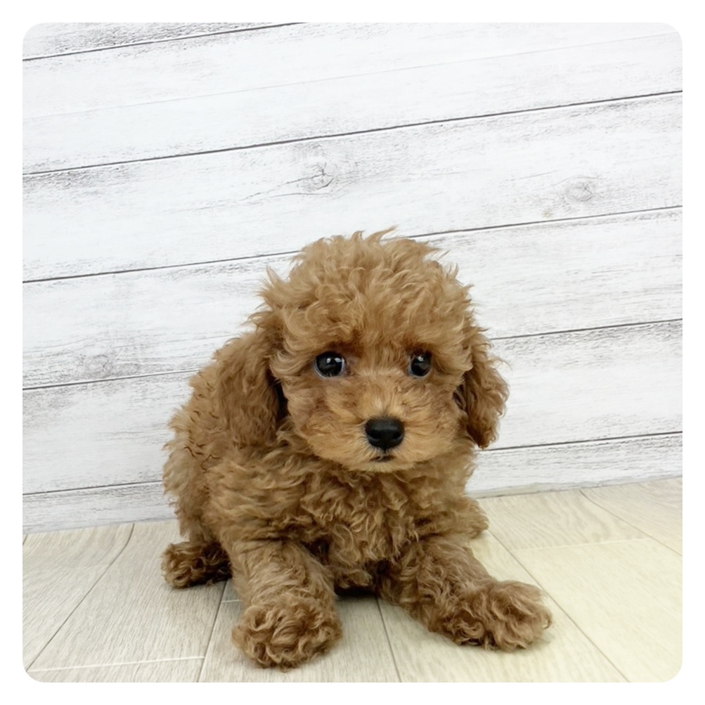 福井県のトイプードル(トイ) (犬の家＆猫の里アミーゴ福井店/2025年7月30日生まれ/男の子/レッドフォーン)の子犬の2枚目の画像