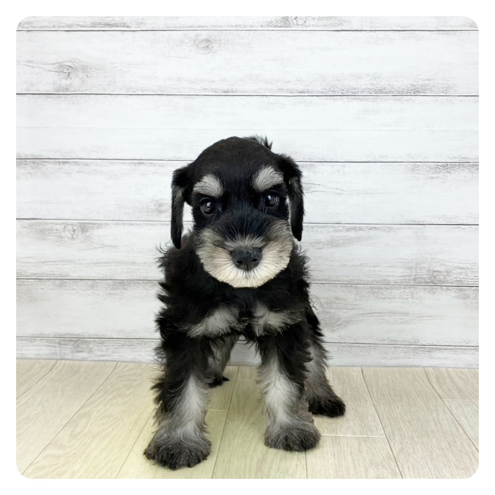京都府のミニチュアシュナウザー (犬の家＆猫の里京都精華店/2025年7月28日生まれ/女の子/ブラックシルバー)の子犬の2枚目の画像