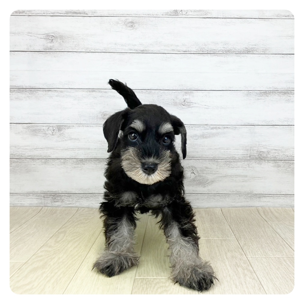 愛知県のミニチュアシュナウザー (犬の家＆猫の里碧南店/2025年7月28日生まれ/女の子/ブラックシルバー)の子犬
