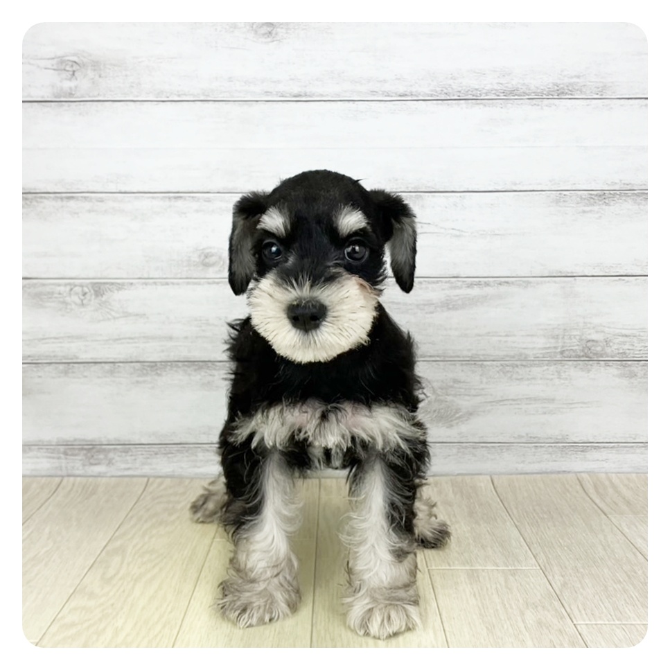 兵庫県のミニチュアシュナウザー (犬の家＆猫の里ゆめタウン姫路店/2025年7月28日生まれ/女の子/ブラックシルバー)の子犬
