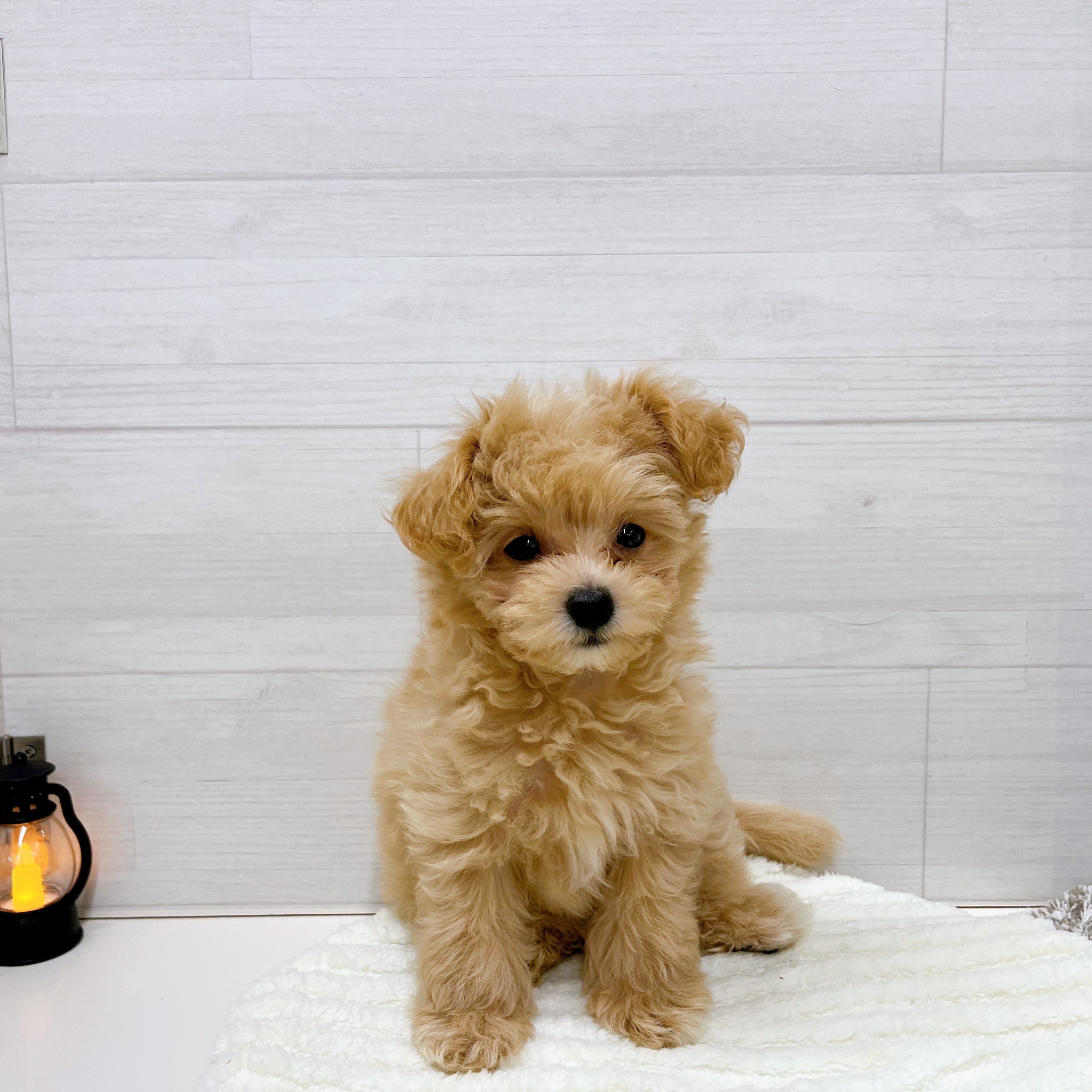 石川県のマルプー(マルチーズ×プードル) (犬の家＆猫の里アミーゴ金沢おこばた店/2025年7月29日生まれ/男の子/クリームホワイト)の子犬の1枚目の画像