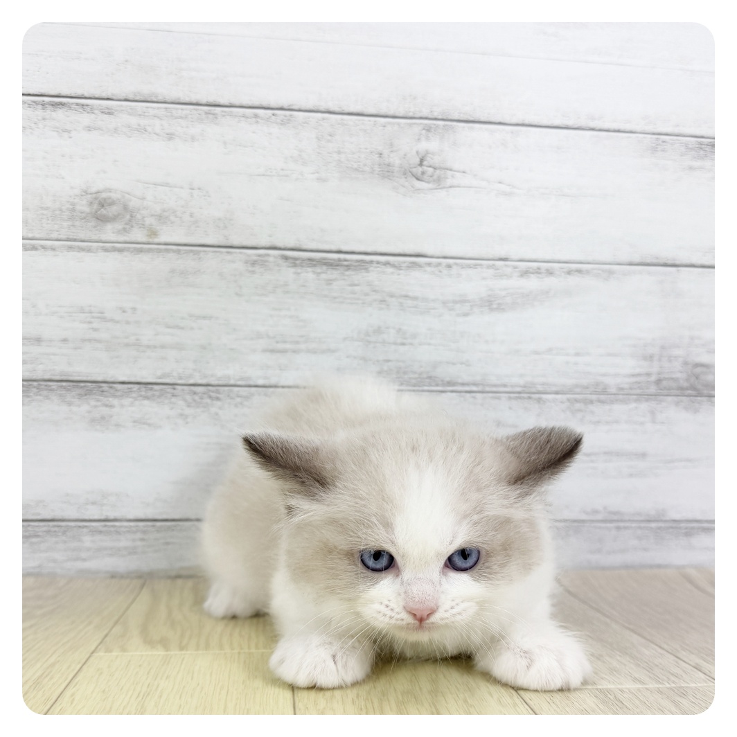 愛知県のラグドール (犬の家＆猫の里愛知刈谷店/2025年7月29日生まれ/男の子/シールポイントバイカラー)の子猫
