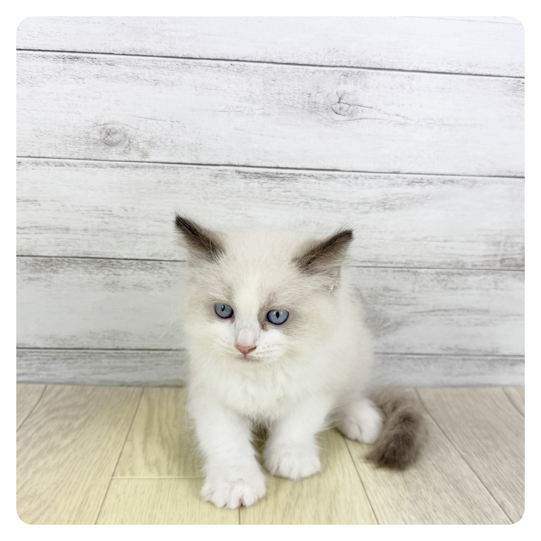 福井県のラグドール (犬の家＆猫の里アミーゴ福井店/2025年7月29日生まれ/女の子/シールポイントバイカラー)の子猫