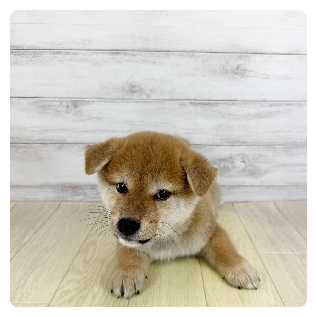 岐阜県の柴犬(標準サイズ) (犬の家＆猫の里カラフルタウン岐阜店/2025年7月27日生まれ/男の子/赤)の子犬の2枚目の画像