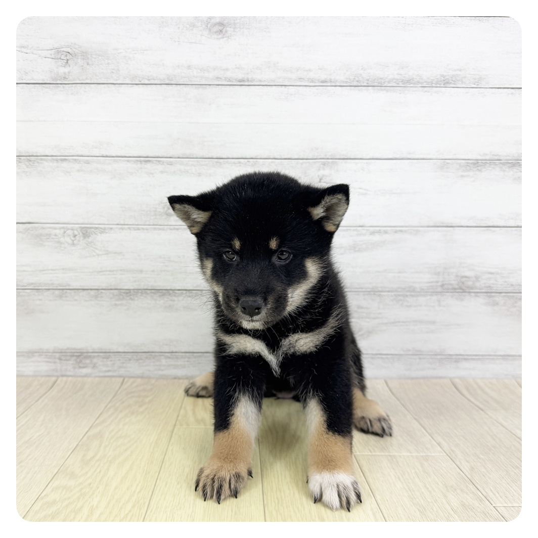 愛知県の柴犬(標準サイズ) (犬の家＆猫の里碧南店/2025年7月28日生まれ/女の子/黒)の子犬の1枚目の画像