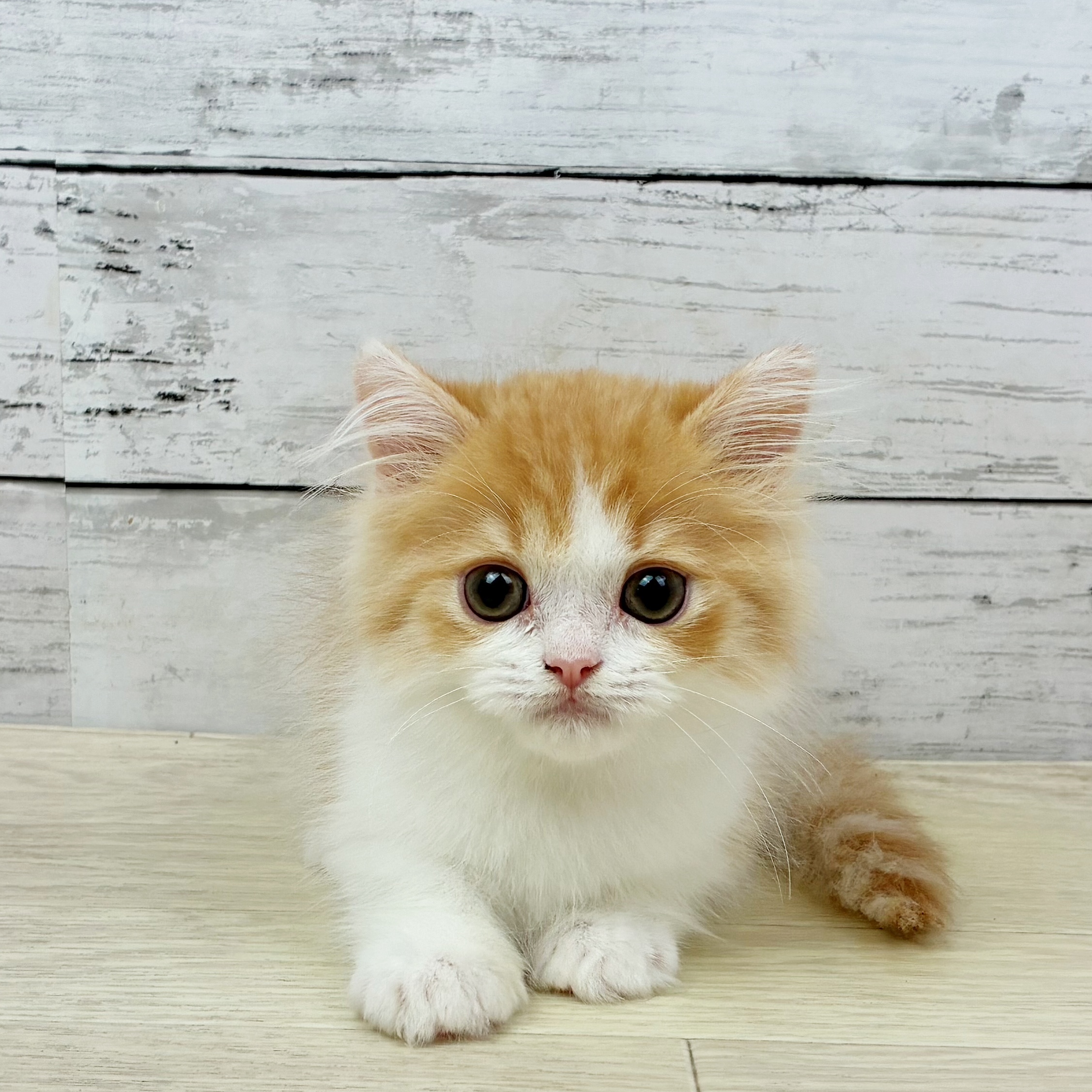 福井県のマンチカン (犬の家＆猫の里アミーゴ福井店/2025年7月30日生まれ/男の子/レッドタビーホワイト)の子猫