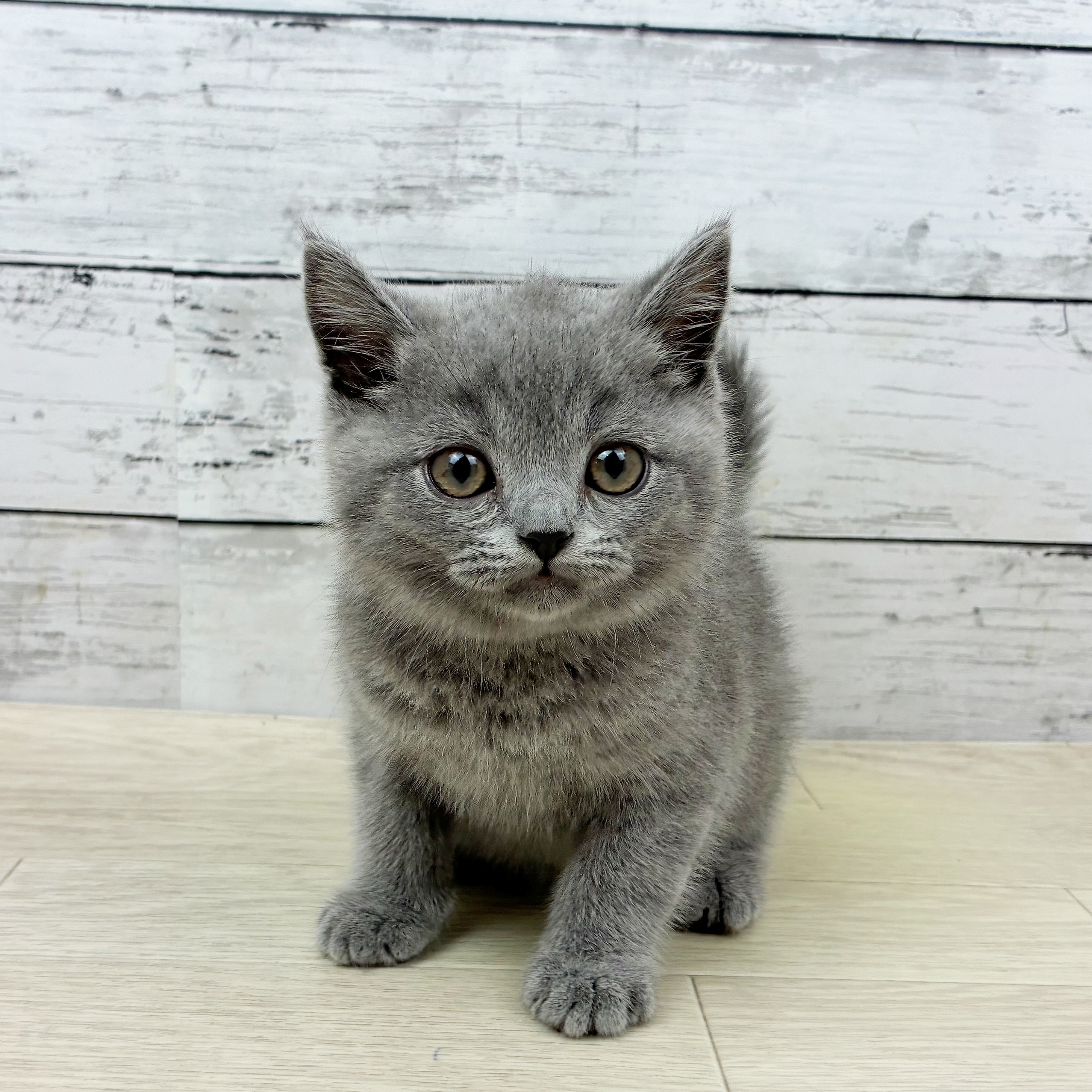 兵庫県のブリティッシュショートヘアー (犬の家＆猫の里カナート西神戸店/2025年7月31日生まれ/男の子/ブルー)の子猫