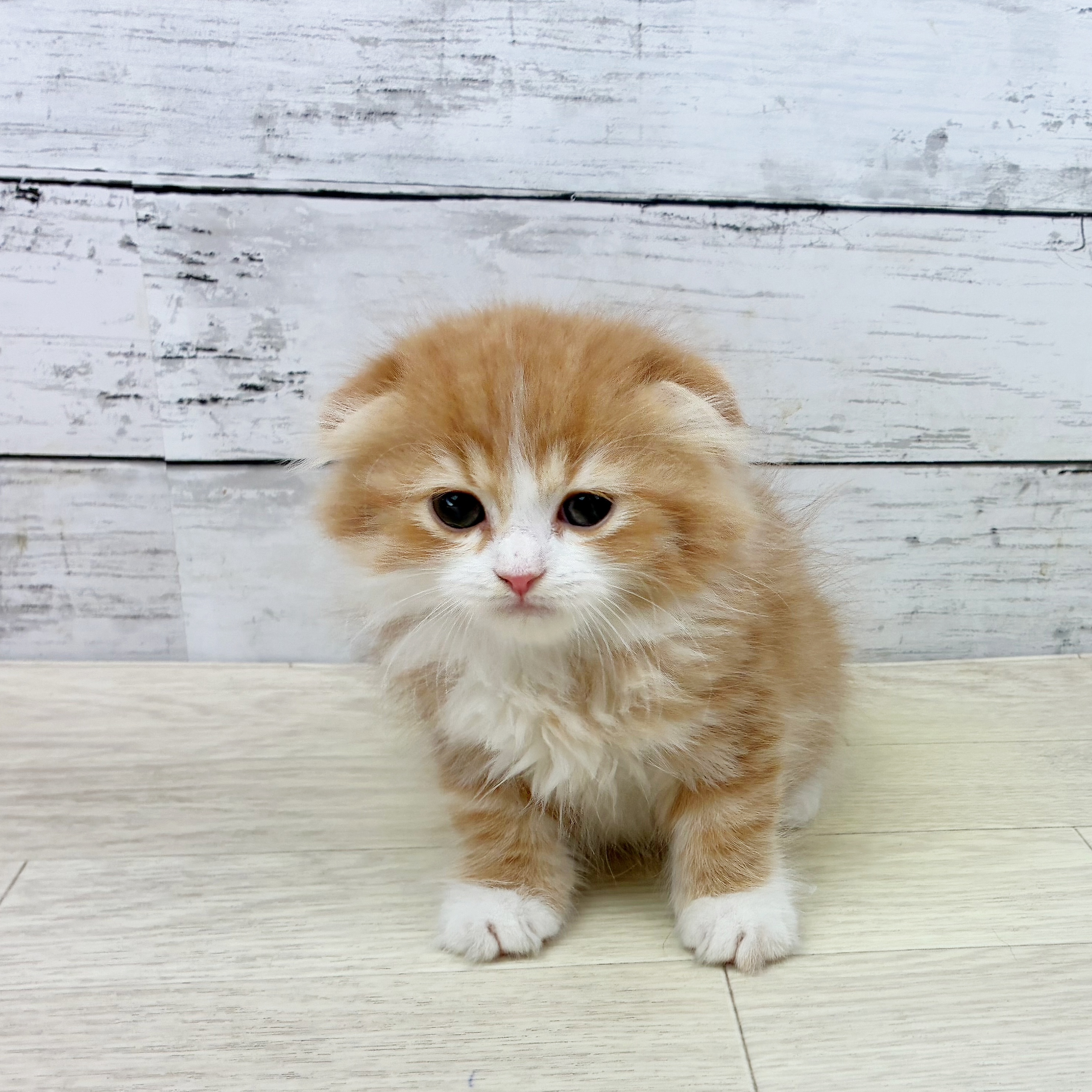 滋賀県のスコティッシュフォールド (犬の家＆猫の里近江八幡店/2025年7月28日生まれ/女の子/レッドタビーホワイト)の子猫の2枚目の画像
