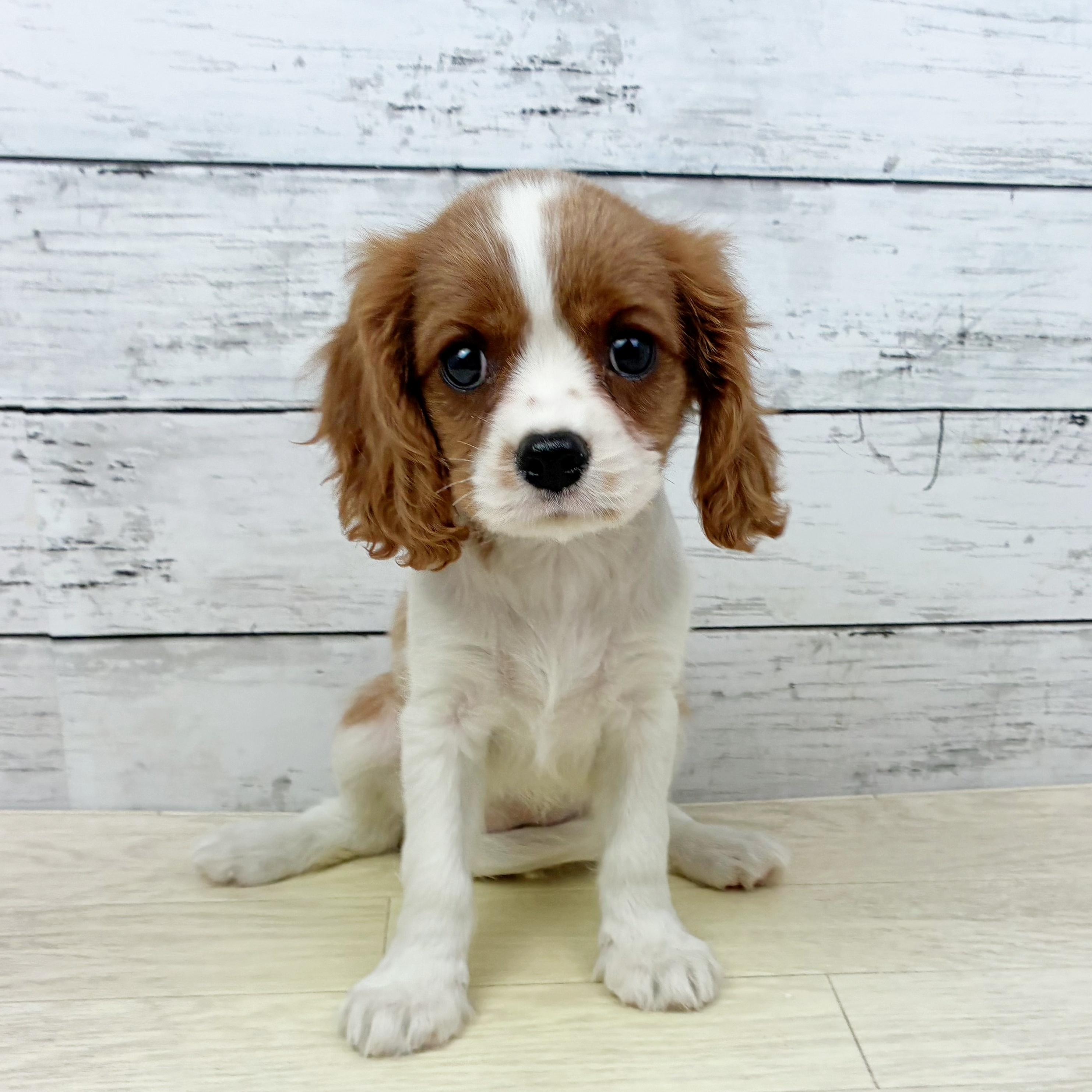 兵庫県のキャバリアキングチャールズスパニエル (犬の家＆猫の里カナート西神戸店/2025年7月31日生まれ/女の子/ブレンハイム)の子犬