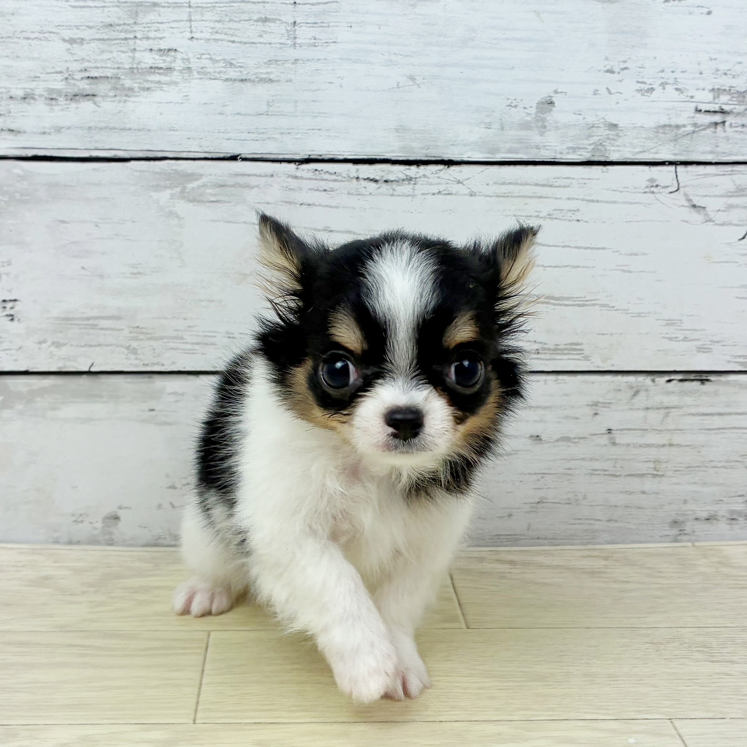 兵庫県のチワワ(ロング) (犬の家＆猫の里川西店/2025年7月31日生まれ/女の子/ブラックタンホワイト)の子犬の2枚目の画像