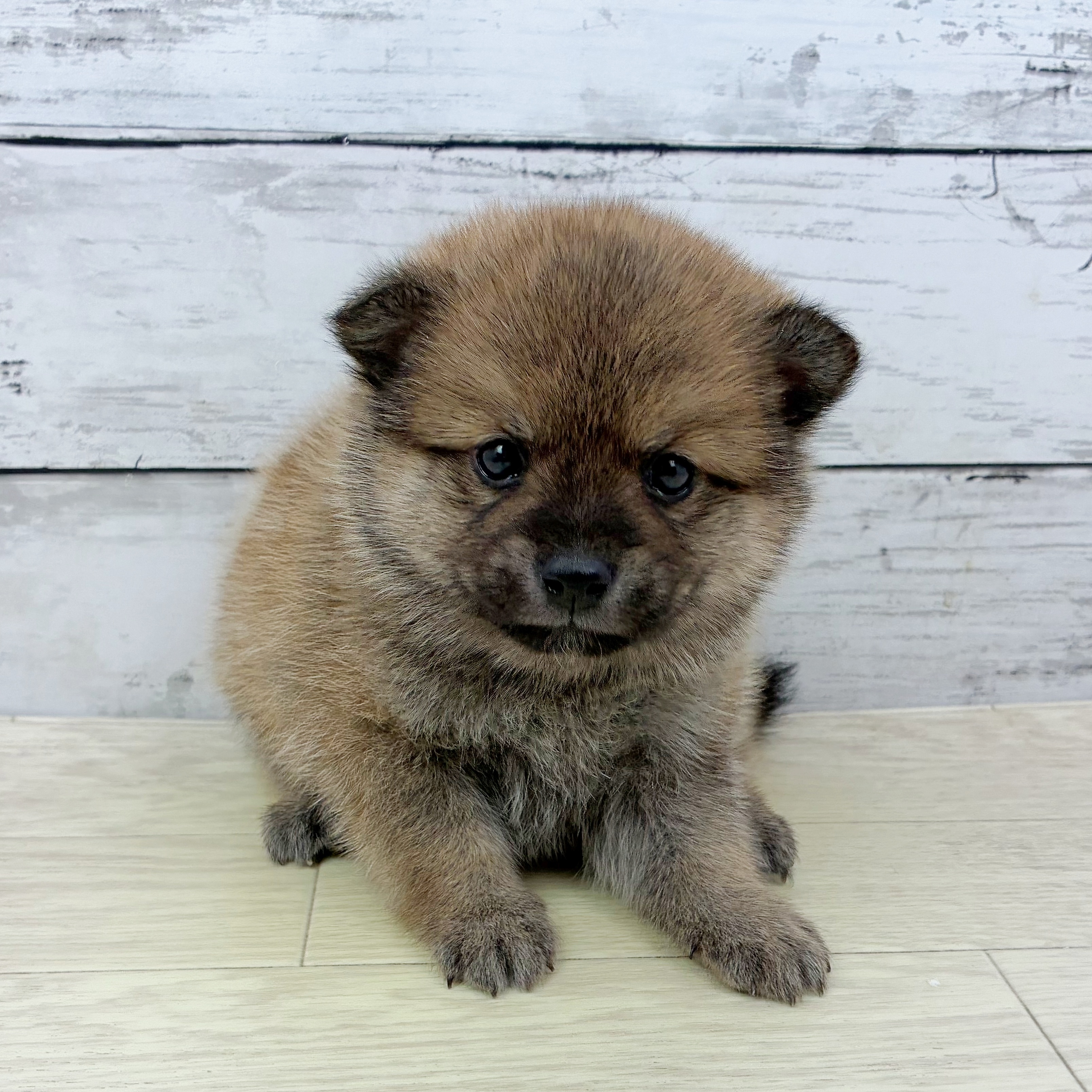 滋賀県のポメ柴/豆ポメ/ポメ豆柴(ポメラニアン×柴犬) (犬の家＆猫の里近江八幡店/2025年7月29日生まれ/男の子/オレンジ)の子犬