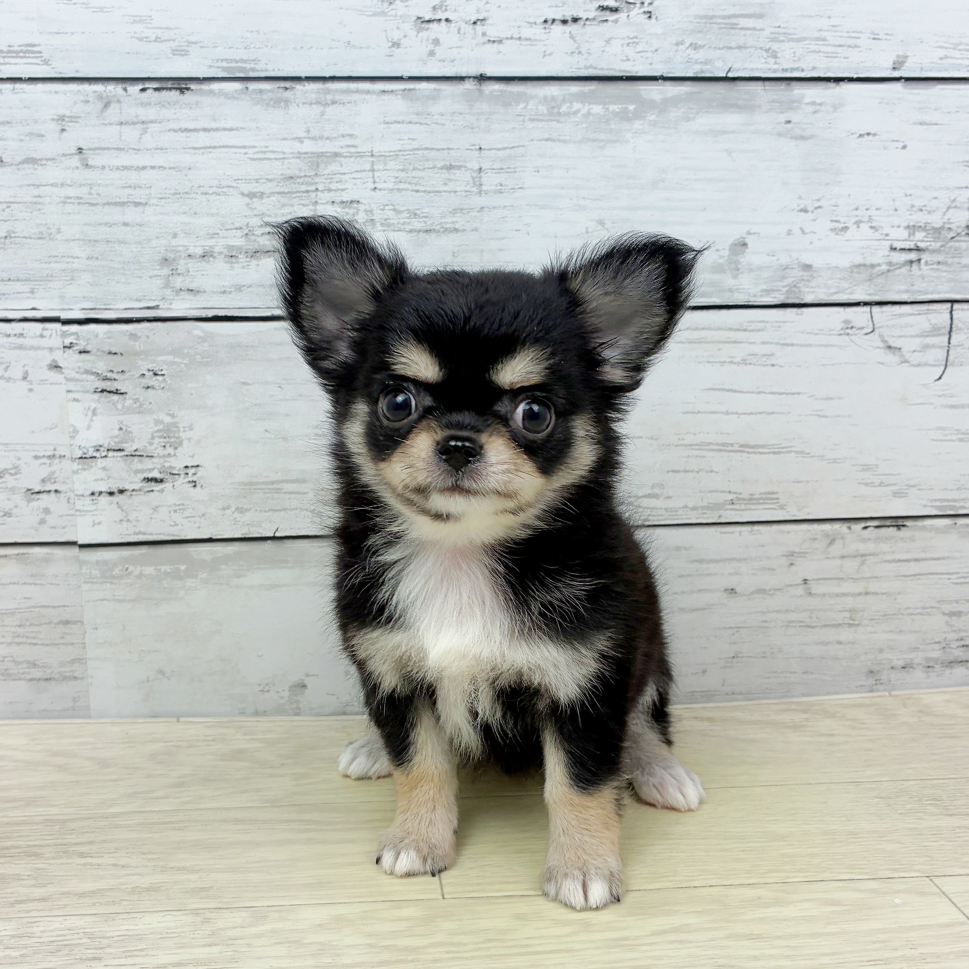 滋賀県のチワワ(ロング) (犬の家＆猫の里長浜店/2025年7月31日生まれ/女の子/ブラッククリーム)の子犬の2枚目の画像