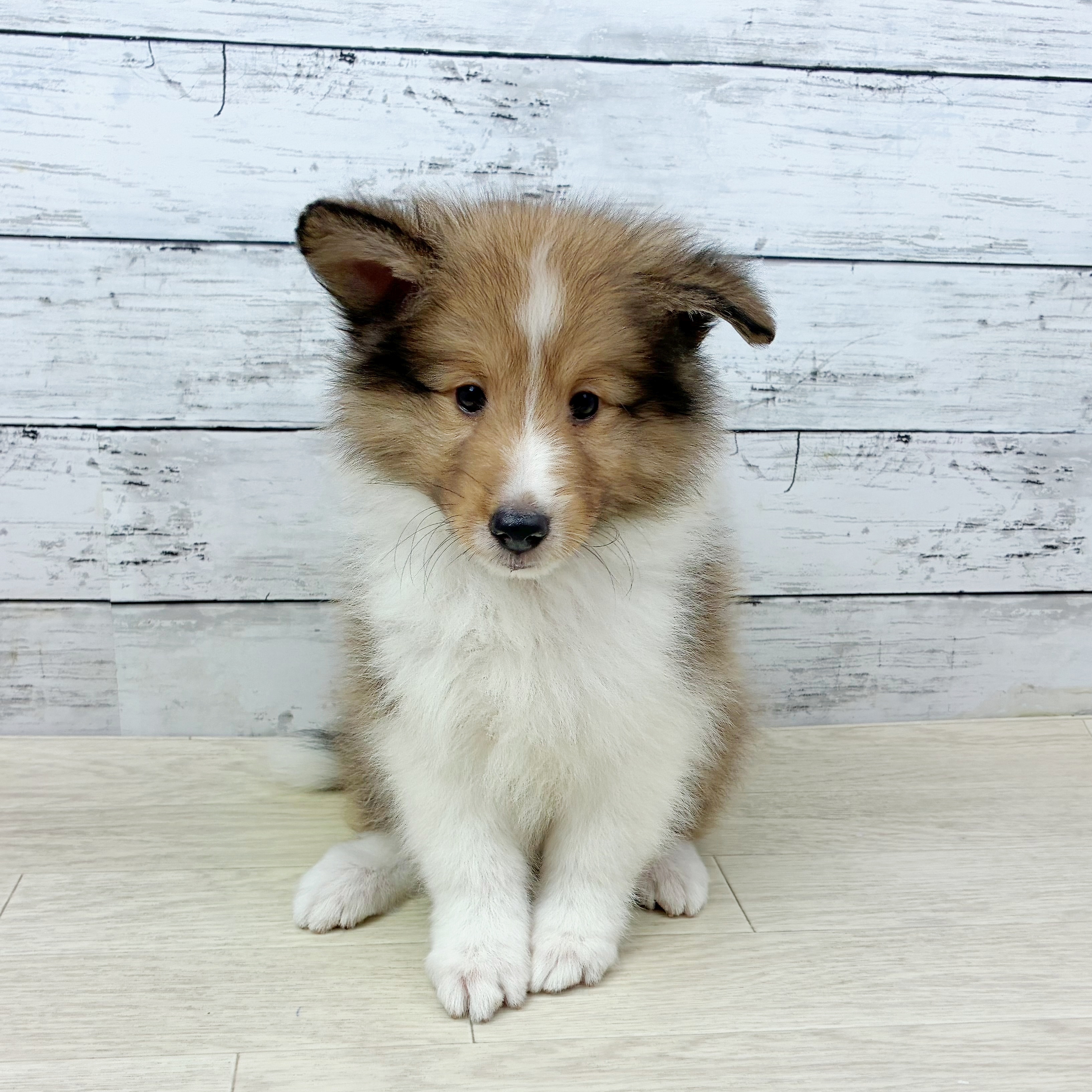滋賀県のシェットランドシープドッグ (犬の家＆猫の里近江八幡店/2025年7月31日生まれ/男の子/セーブルホワイト)の子犬