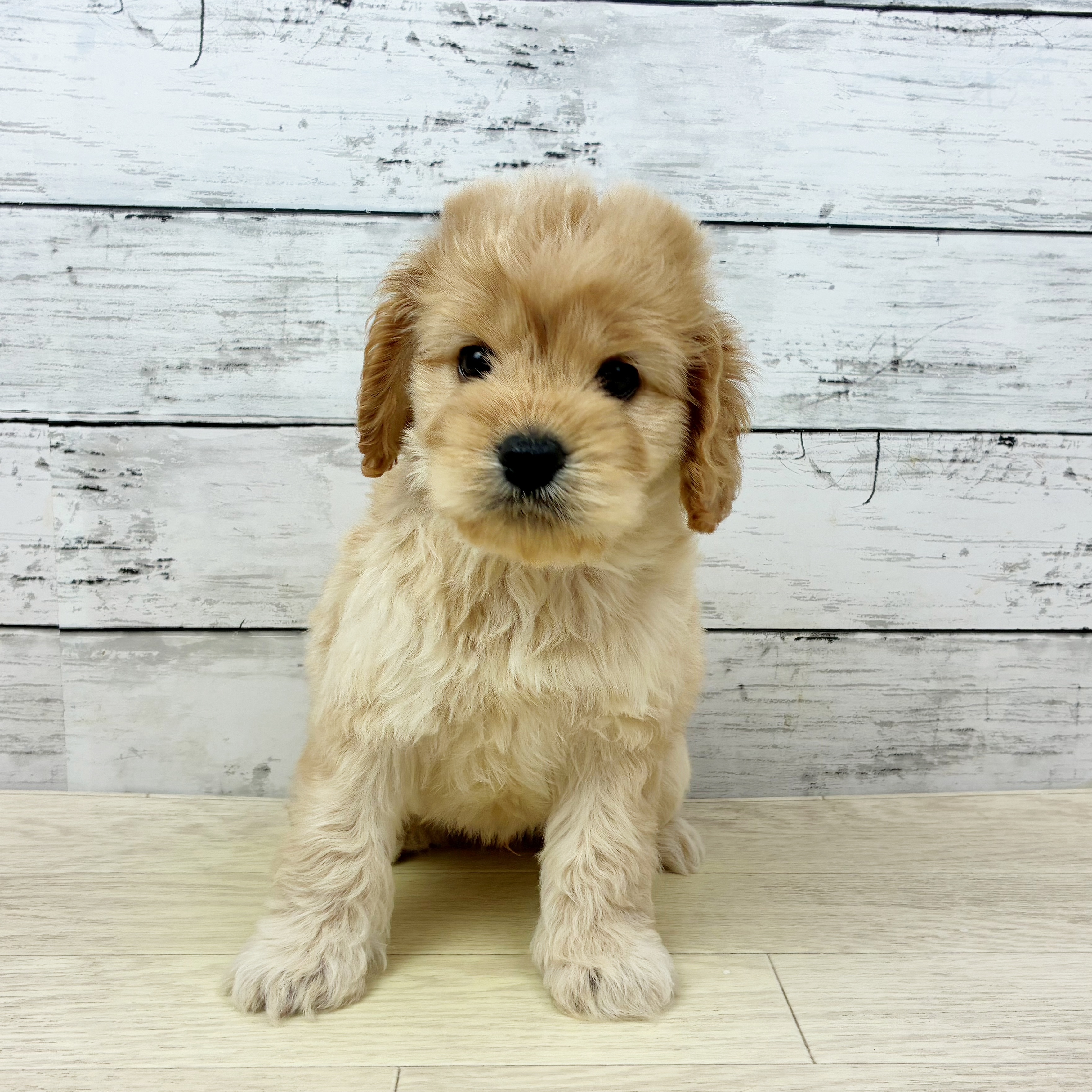 滋賀県のコッカプー(アメリカンコッカースパニエル×プードル) (犬の家＆猫の里近江八幡店/2025年7月30日生まれ/男の子/クリーム)の子犬