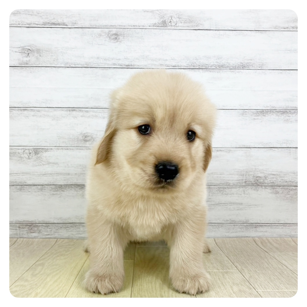 愛知県のゴールデンレトリバー (犬の家＆猫の里春日井本店/2025年8月1日生まれ/男の子/ゴールデン)の子犬