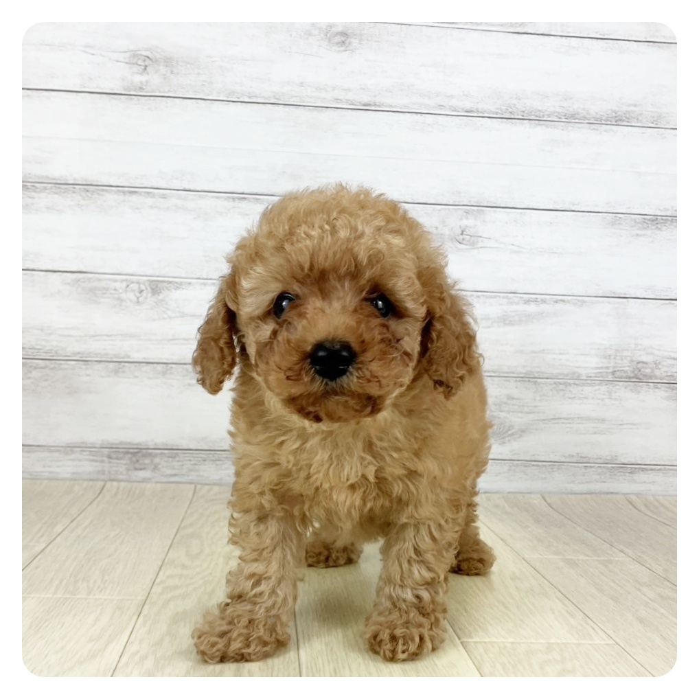 愛知県のトイプードル(トイ) (犬の家＆猫の里春日井本店/2025年8月1日生まれ/男の子/レッド)の子犬