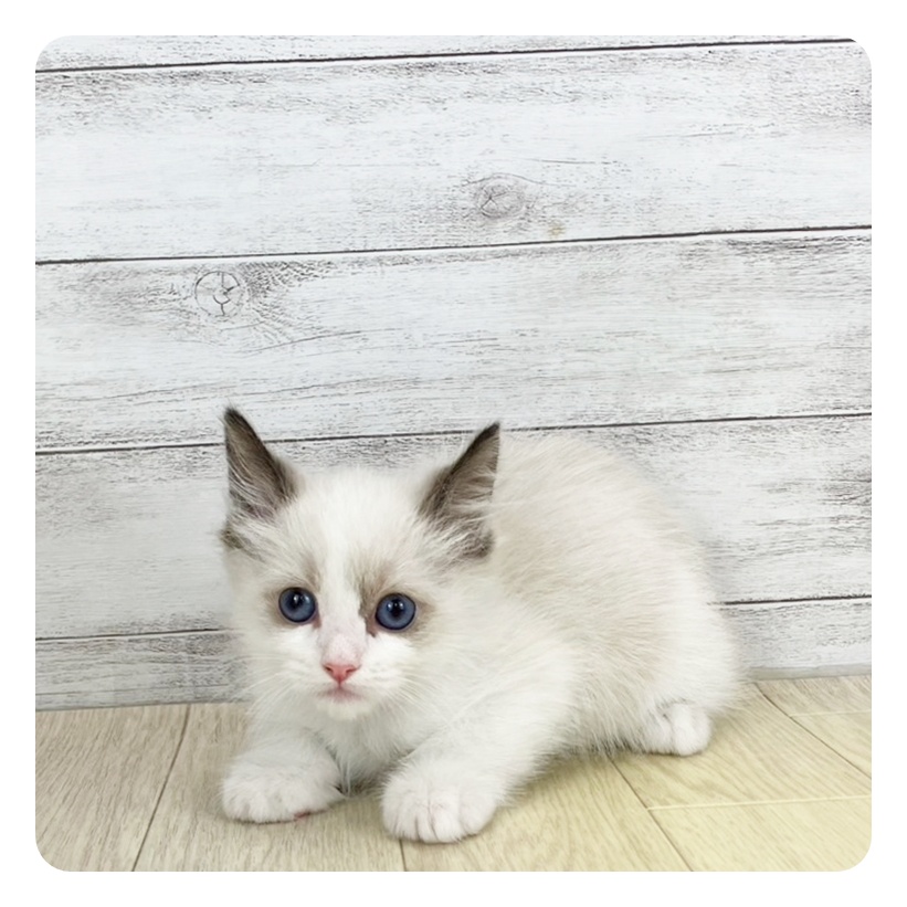 愛知県のラグドール (犬の家＆猫の里春日井本店/2025年7月22日生まれ/男の子/シールポイントバイカラー)の子猫