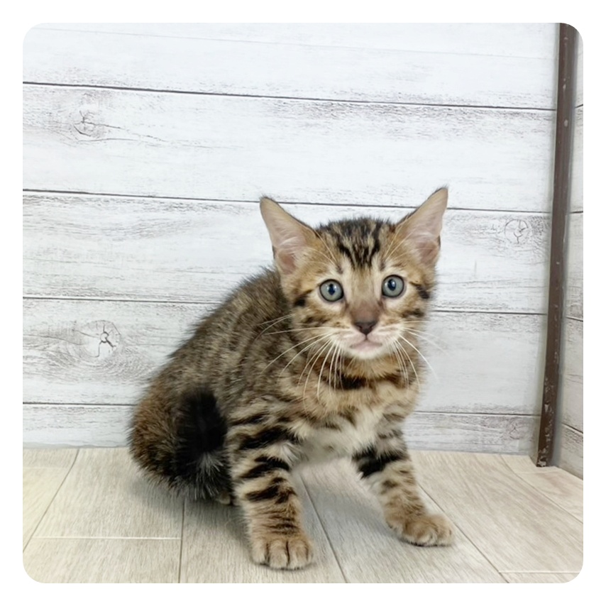 愛知県のベンガル (犬の家＆猫の里春日井本店/2025年7月31日生まれ/男の子/ブラウンスポットタビー)の子猫