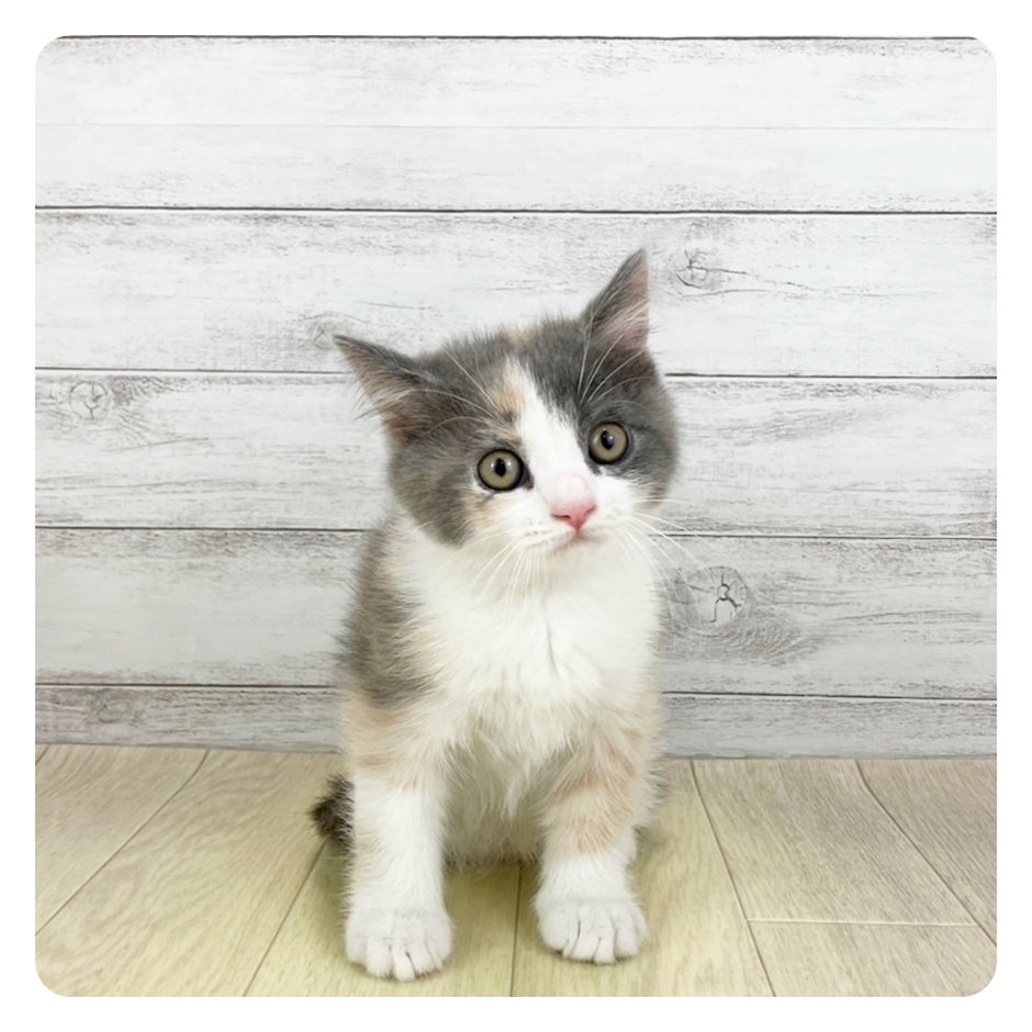 愛知県のマンチカン (犬の家＆猫の里春日井本店/2025年7月30日生まれ/女の子/ブルーパッチドタビーホワイト)の子猫