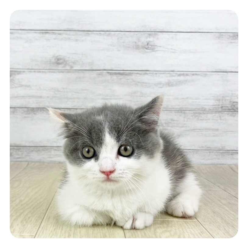 愛知県のマンチカン (犬の家＆猫の里春日井本店/2025年7月30日生まれ/女の子/ブルーパッチドタビーホワイト)の子猫