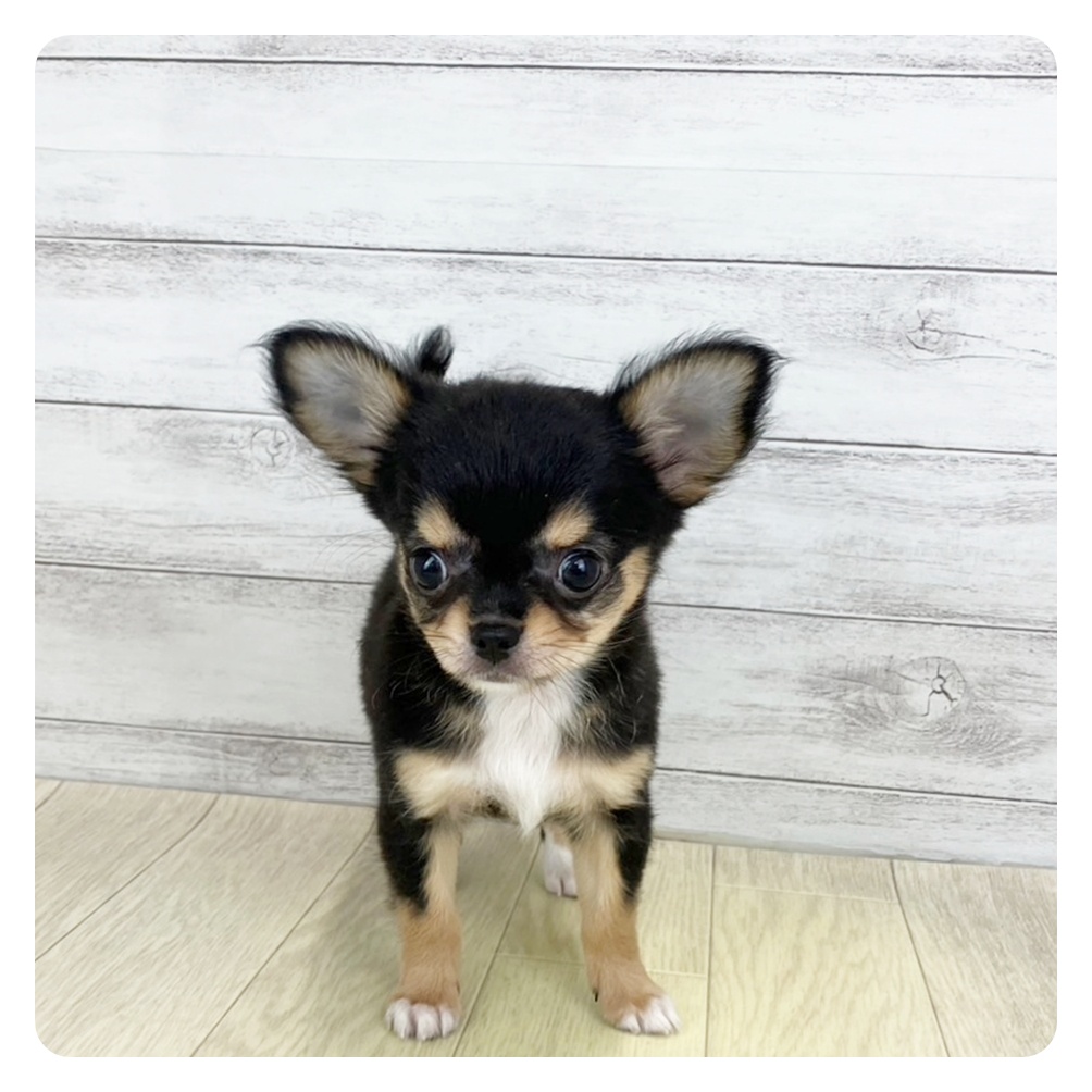 愛知県のチワワ(ロング) (犬の家＆猫の里春日井本店/2025年7月30日生まれ/女の子/ブラックタン)の子犬
