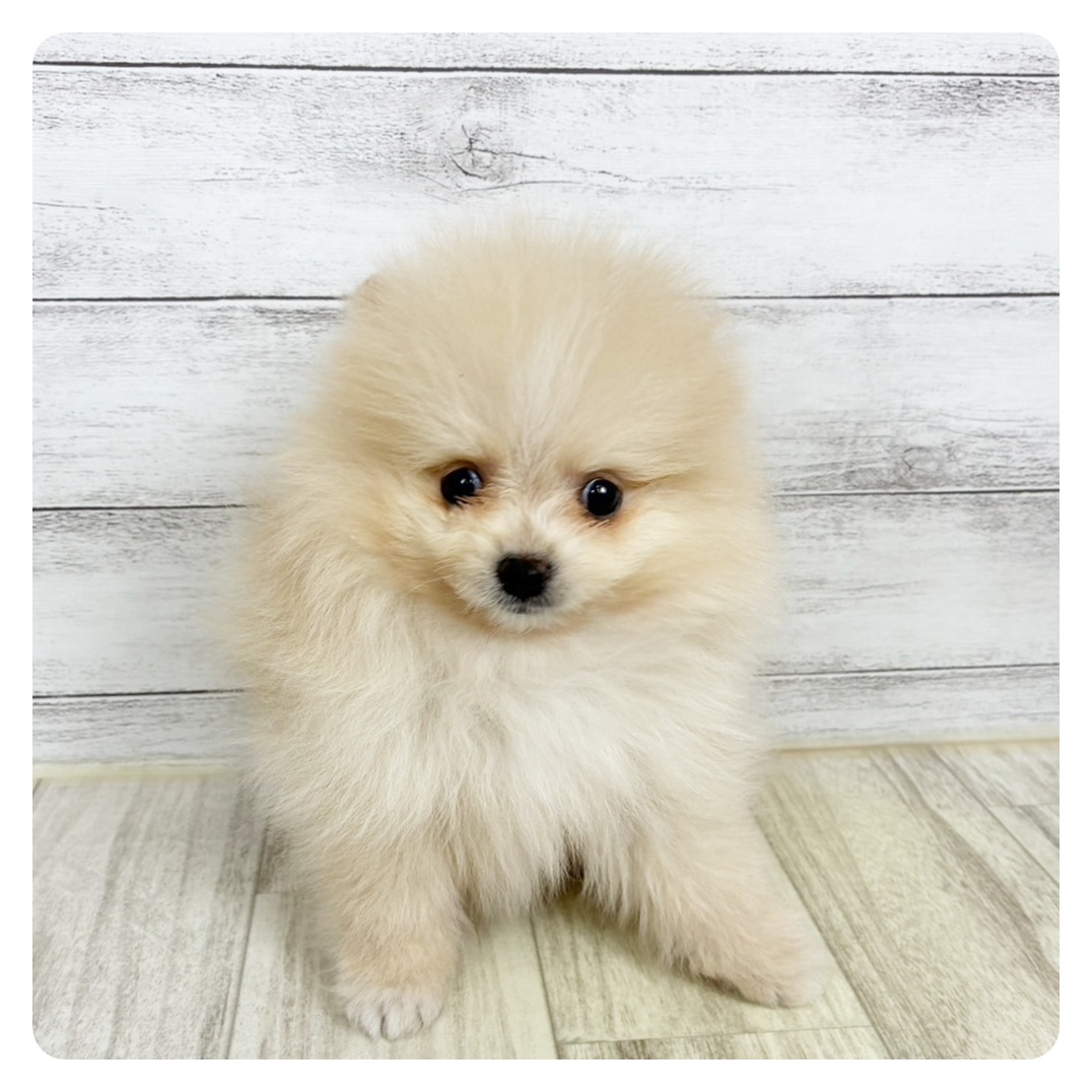 兵庫県のポメラニアン (犬の家＆猫の里川西店/2025年8月1日生まれ/女の子/クリーム)の子犬