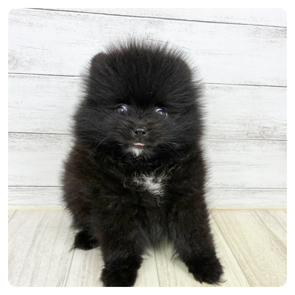 兵庫県のポメラニアン (犬の家＆猫の里川西店/2025年8月1日生まれ/女の子/ブラック)の子犬