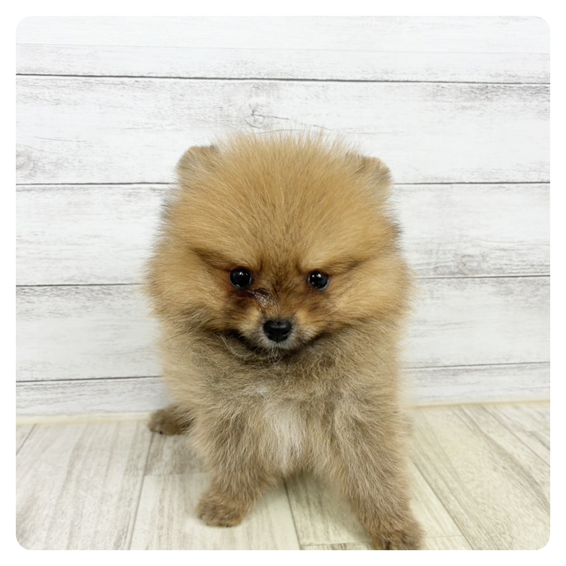 兵庫県のポメラニアン (犬の家＆猫の里川西店/2025年8月1日生まれ/女の子/オレンジ)の子犬