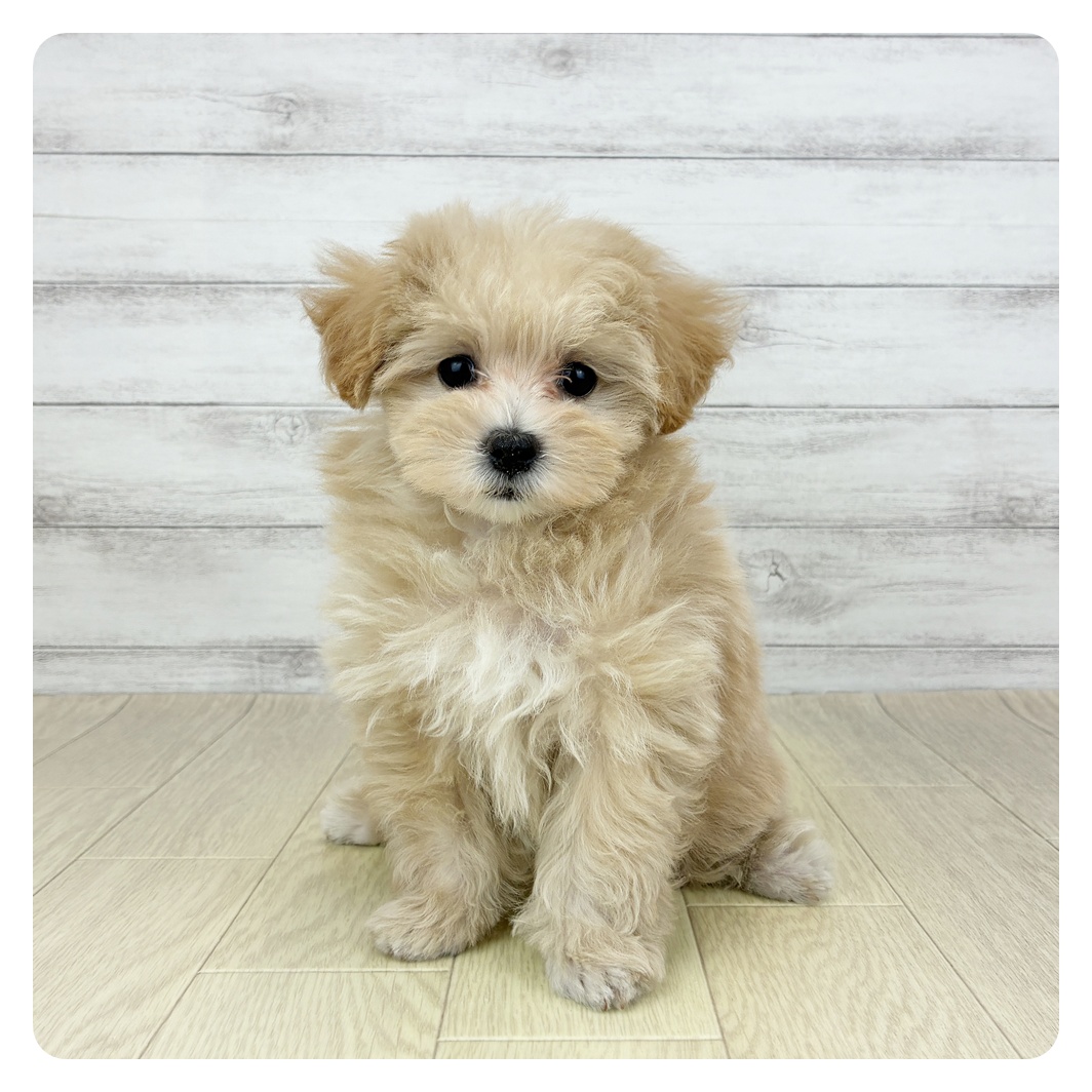 神奈川県のマルプー(マルチーズ×プードル) (犬の家＆猫の里元住吉ブレーメン通り店/2025年7月29日生まれ/女の子/クリームホワイト)の子犬