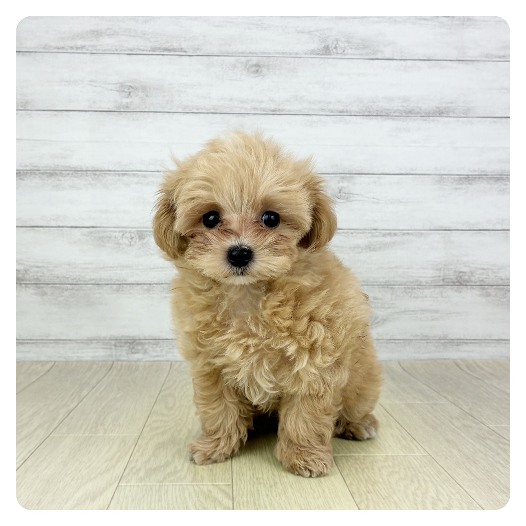 愛知県のマルプー(マルチーズ×プードル) (犬の家＆猫の里豊田店/2025年7月30日生まれ/男の子/アプリコットホワイト)の子犬の3枚目の画像