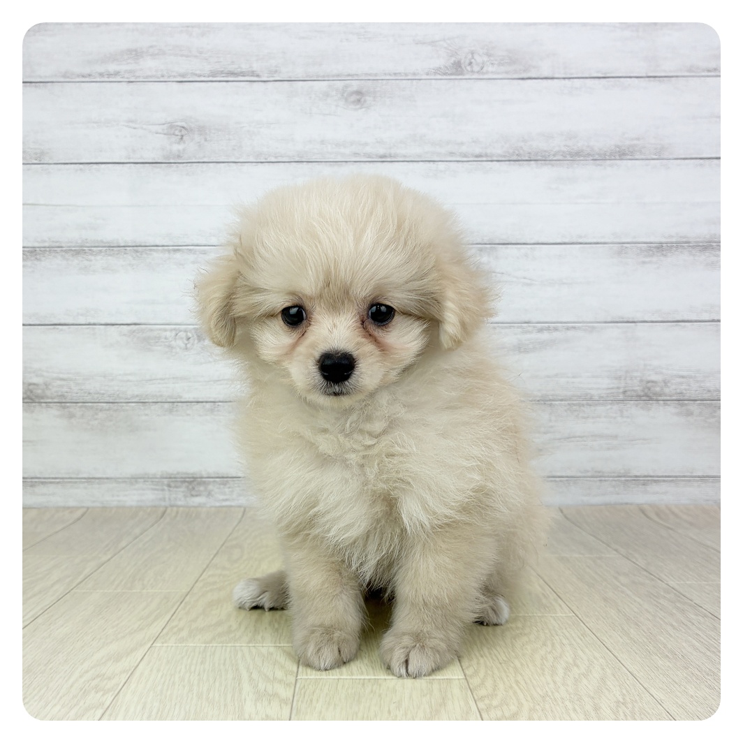 神奈川県のポメプー(ポメラニアン×プードル) (犬の家＆猫の里相模原店/2025年8月2日生まれ/女の子/クリーム)の子犬