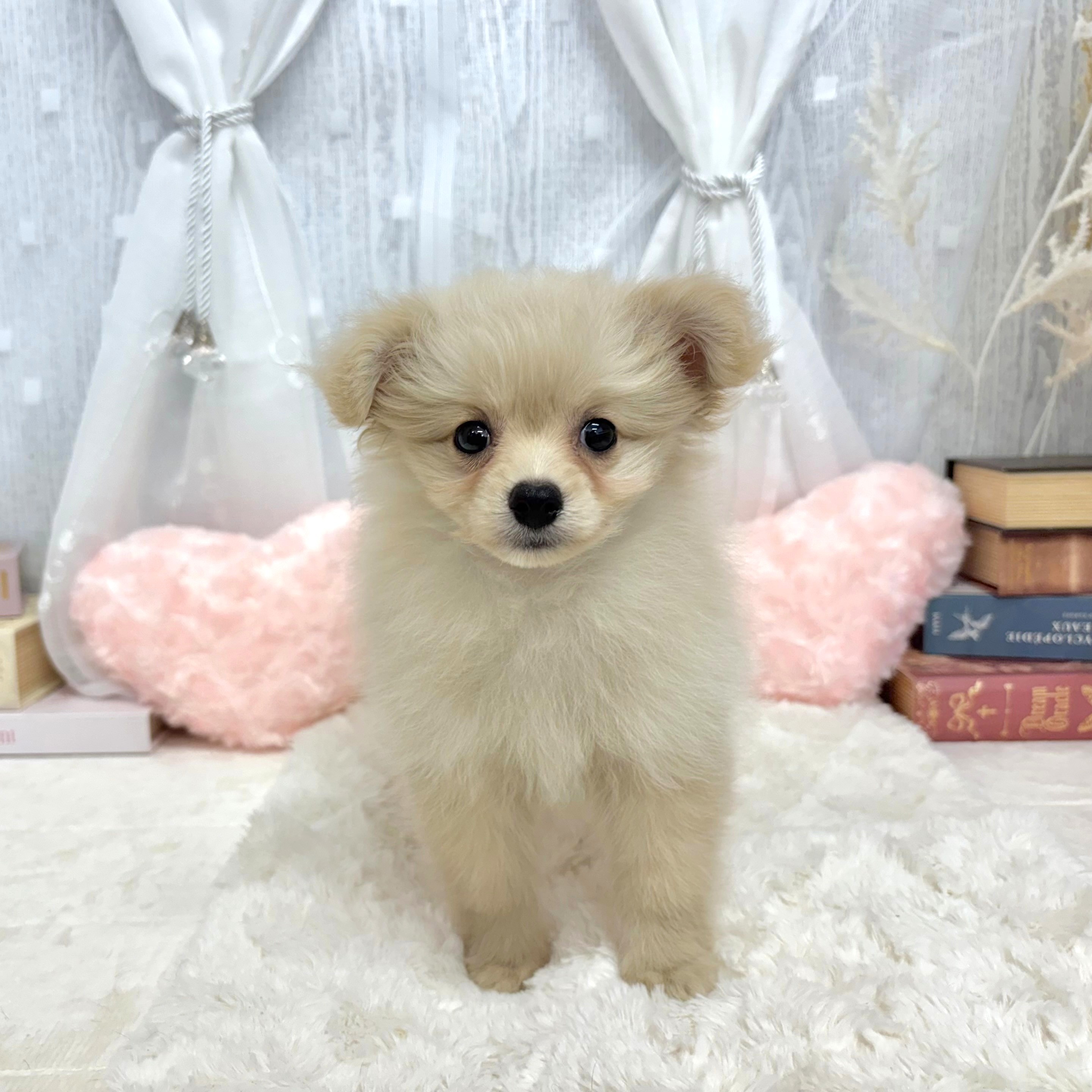 神奈川県のポメプー(ポメラニアン×プードル) (犬の家＆猫の里相模原店/2025年8月2日生まれ/女の子/クリーム)の子犬の1枚目の画像