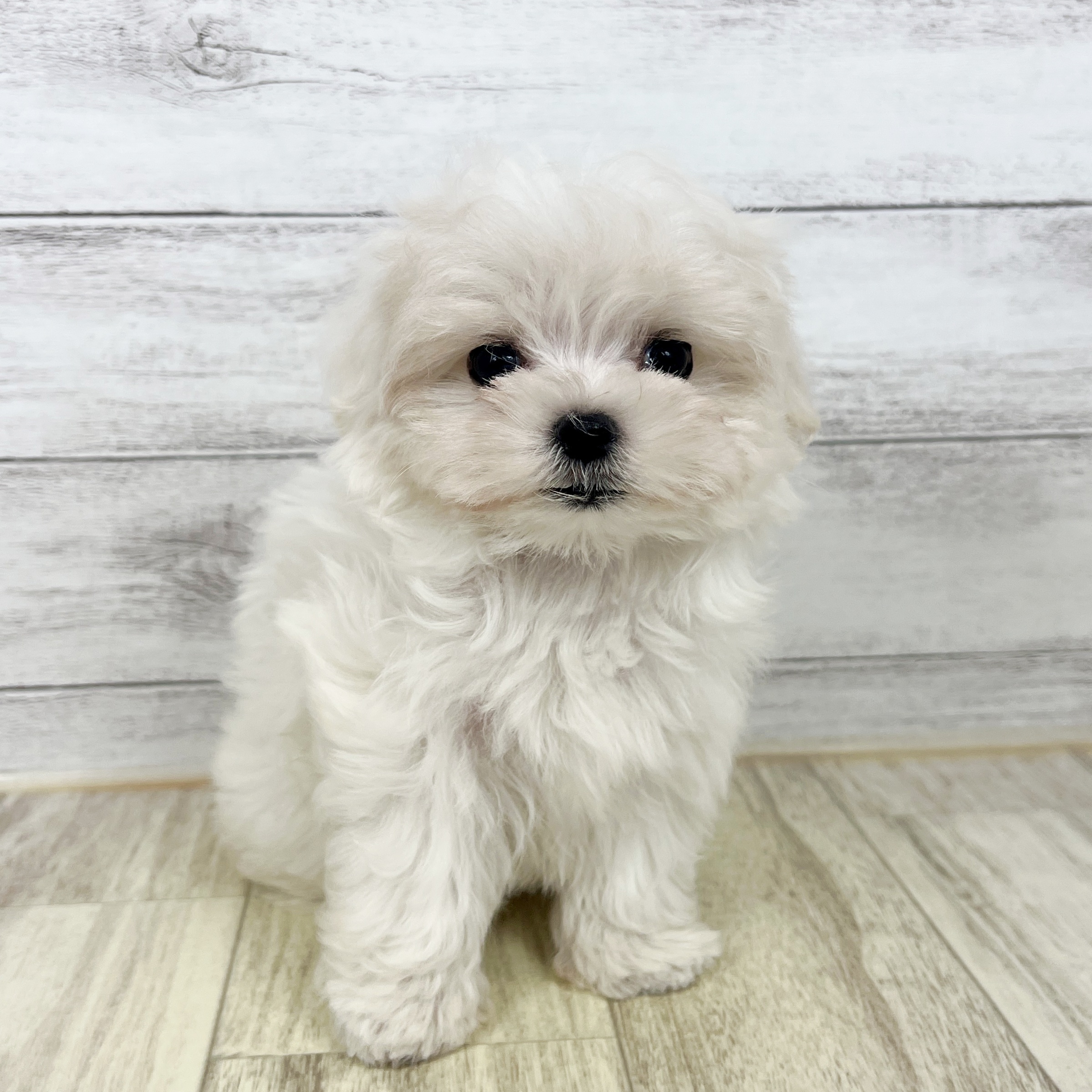 兵庫県のマルチーズ (犬の家＆猫の里川西店/2025年7月27日生まれ/女の子/ホワイト)の子犬