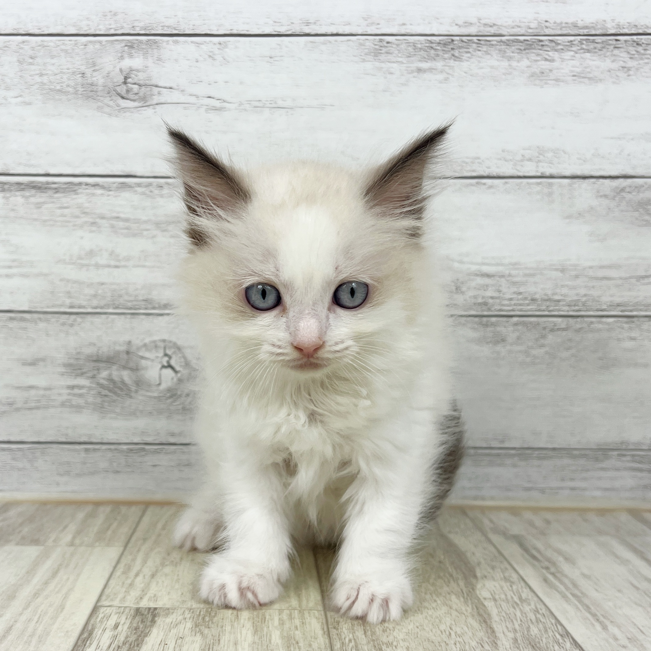 兵庫県のラグドール (犬の家＆猫の里ゆめタウン姫路店/2025年8月2日生まれ/女の子/シールポイントバイカラー)の子猫