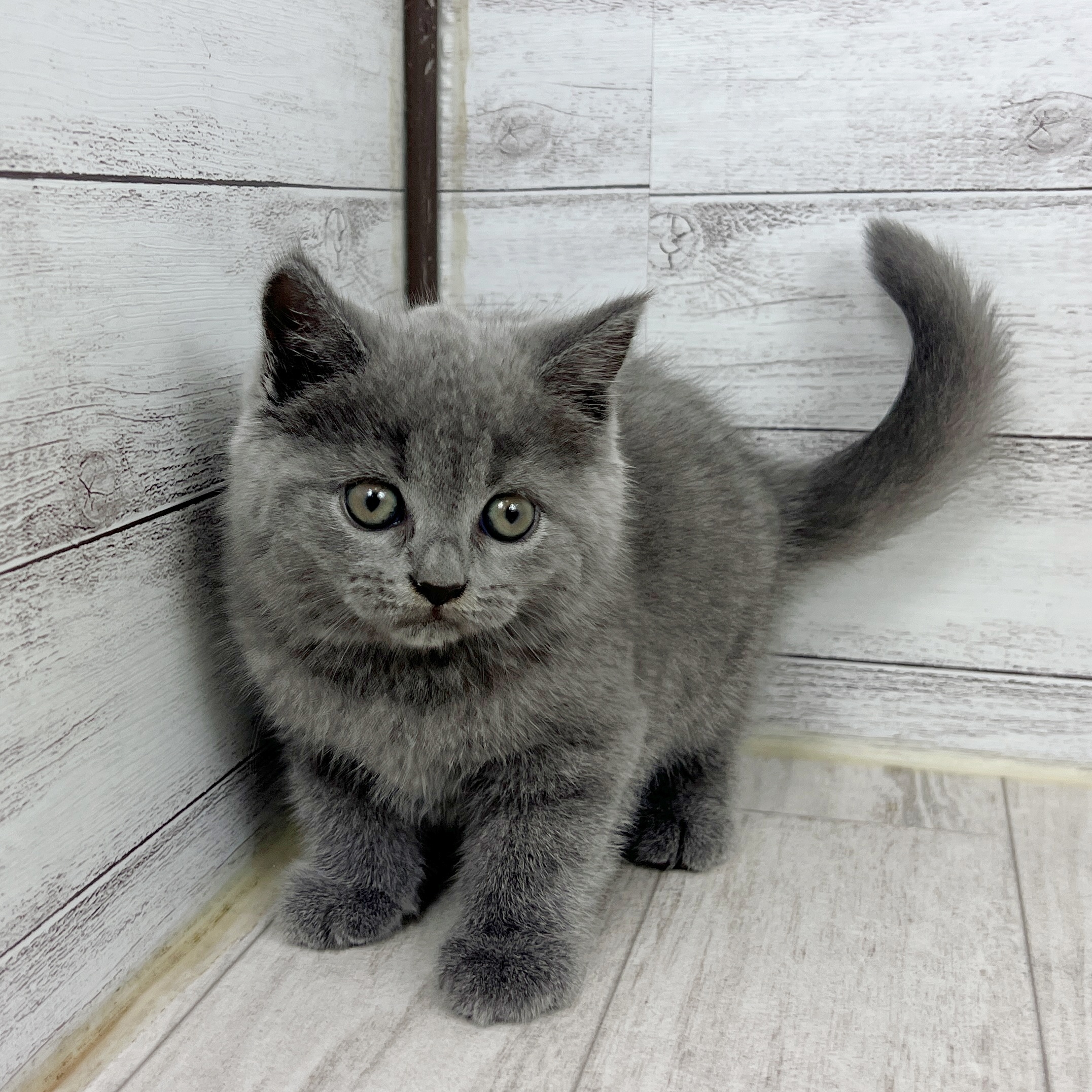 兵庫県のブリティッシュショートヘアー (犬の家＆猫の里ニッケパークタウン加古川店/2025年8月3日生まれ/女の子/ブルー)の子猫