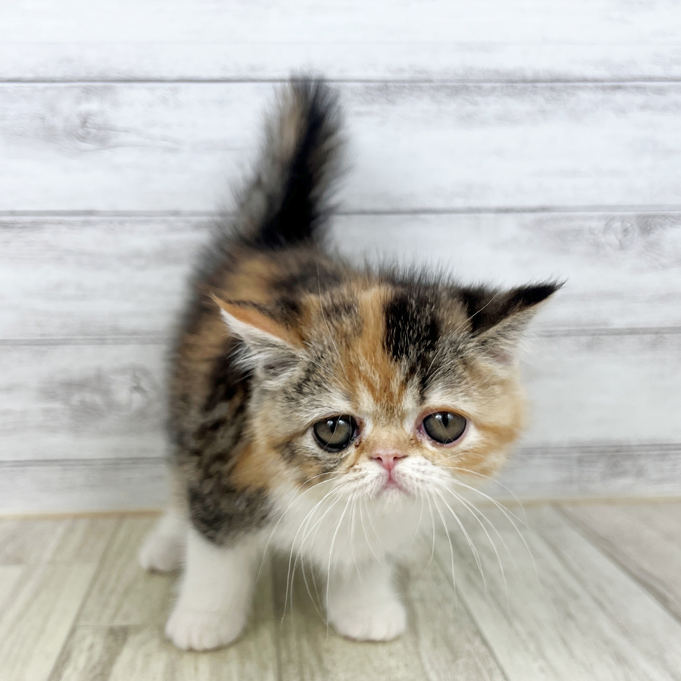 兵庫県のミヌエット (犬の家＆猫の里川西店/2025年8月3日生まれ/女の子/キャリコ)の子猫