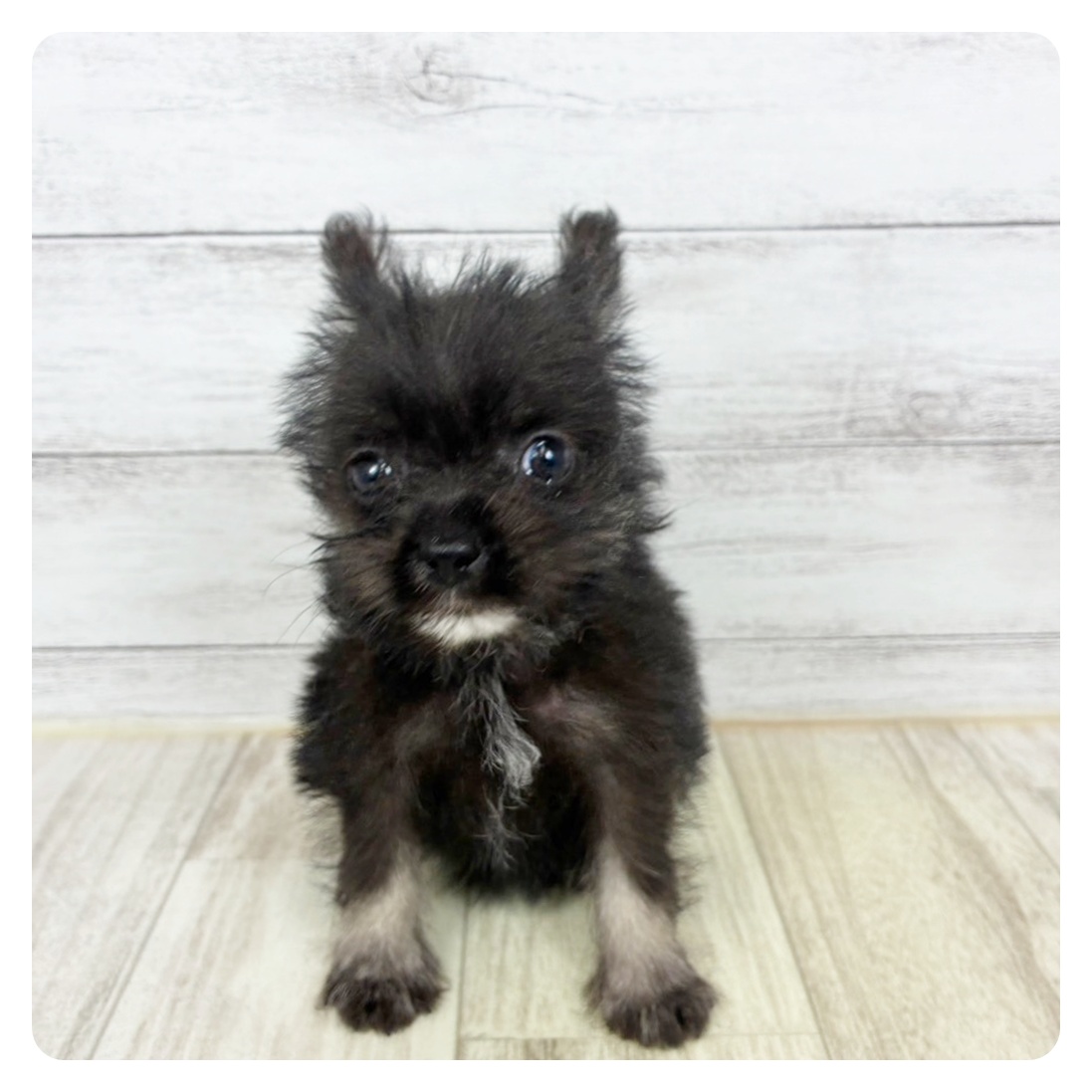 兵庫県のポメシュナ/シュナポメ(ポメラニアン×シュナウザー) (犬の家＆猫の里川西店/2025年8月3日生まれ/女の子/ブラック)の子犬