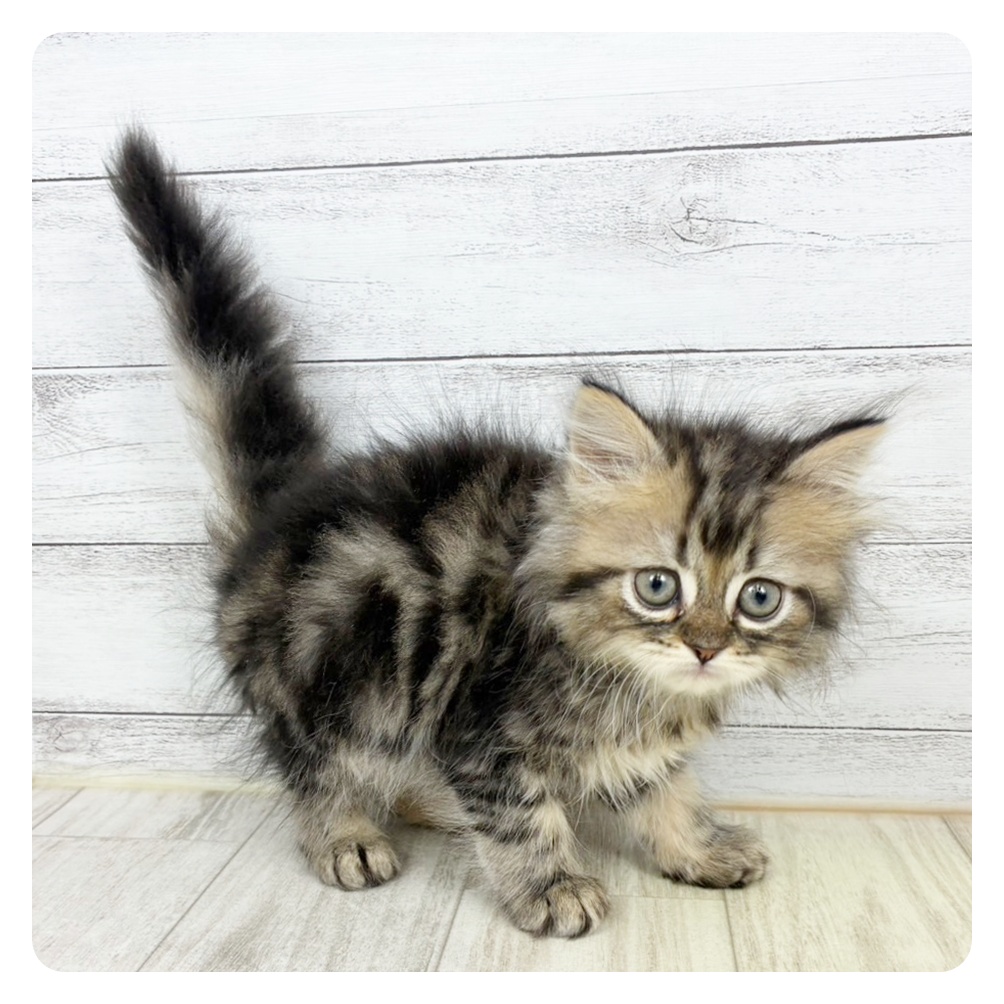 兵庫県のミヌエット (犬の家＆猫の里川西店/2025年7月28日生まれ/女の子/ブラウンタビーホワイト)の子猫