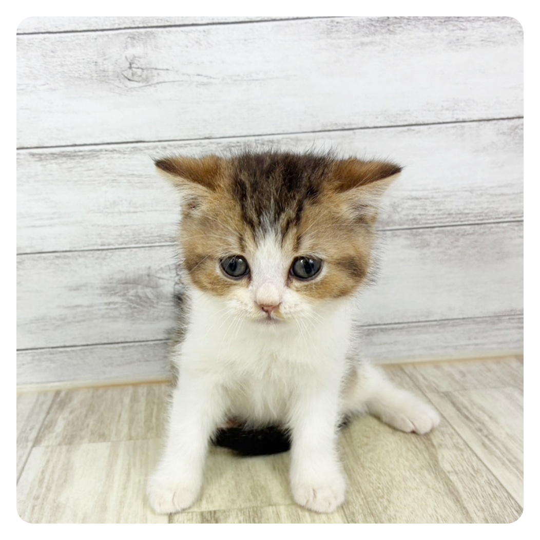 兵庫県のブリティッシュショートヘアー (犬の家＆猫の里川西店/2025年7月25日生まれ/男の子/ブラウンタビー＆ホワイトティックドタビー＆ホワイト)の子猫