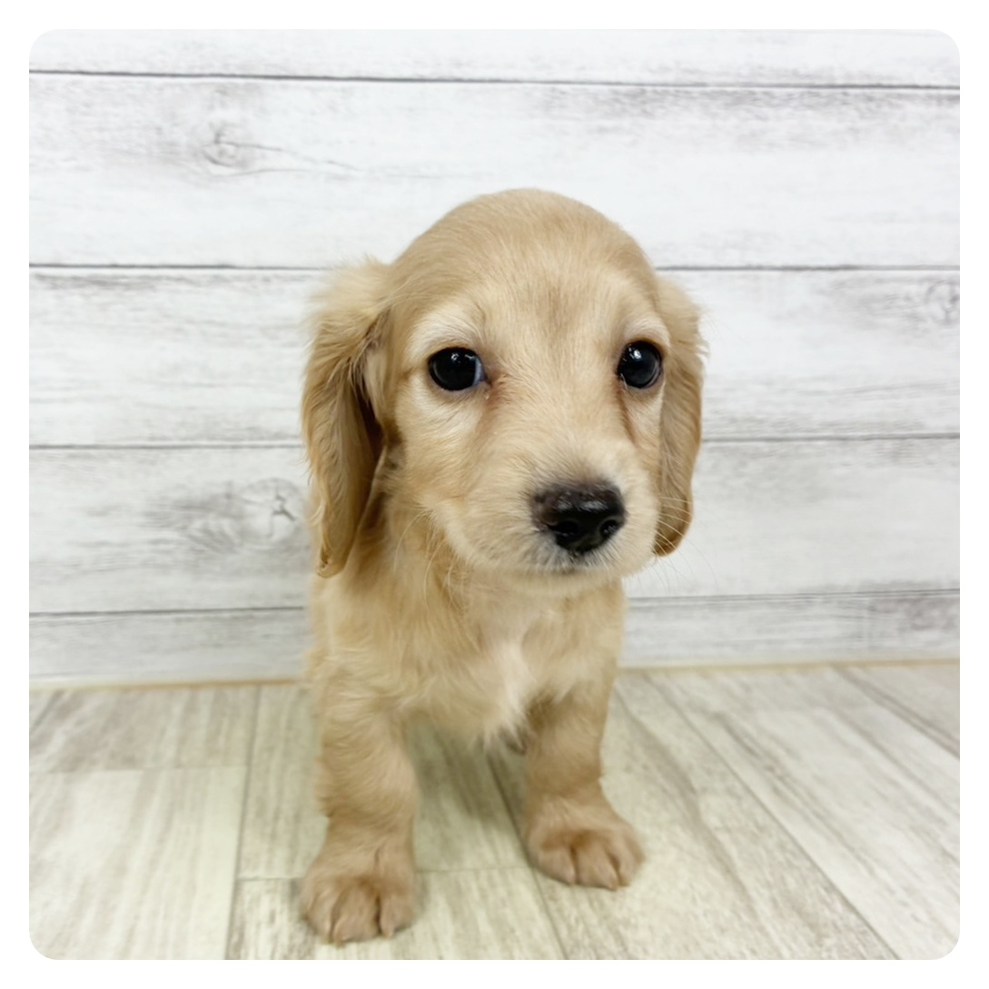 兵庫県のカニンヘンダックスフンド(ロング) (犬の家＆猫の里川西店/2025年7月24日生まれ/男の子/ゴールド)の子犬