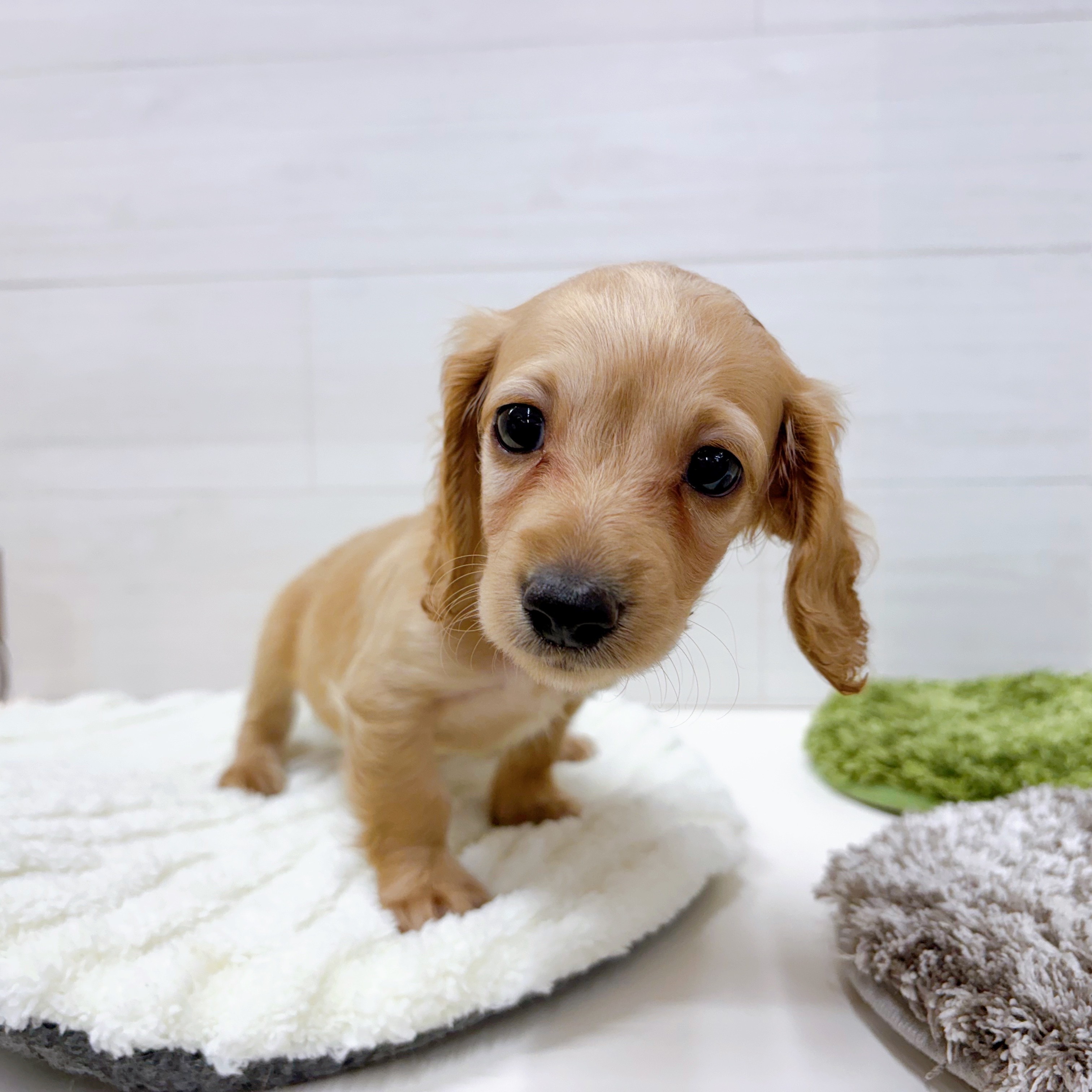 石川県のカニンヘンダックスフンド(ロング) (犬の家＆猫の里アミーゴ金沢おこばた店/2025年7月24日生まれ/女の子/ゴールド)の子犬