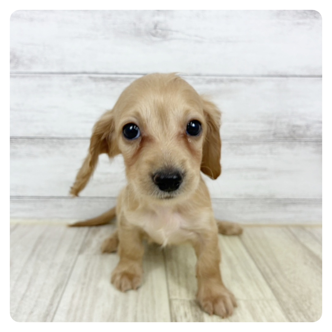兵庫県のカニンヘンダックスフンド(ロング) (犬の家＆猫の里川西店/2025年7月24日生まれ/女の子/ゴールド)の子犬