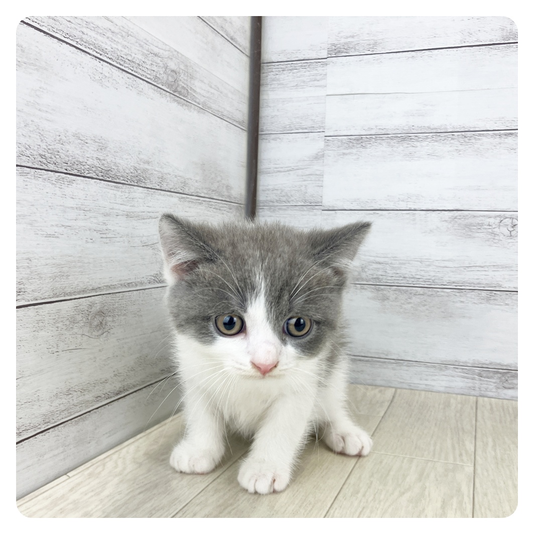 静岡県のブリティッシュショートヘアー (犬の家＆猫の里プレ葉ウォーク浜北店/2025年7月31日生まれ/男の子/ブルーホワイト)の子猫