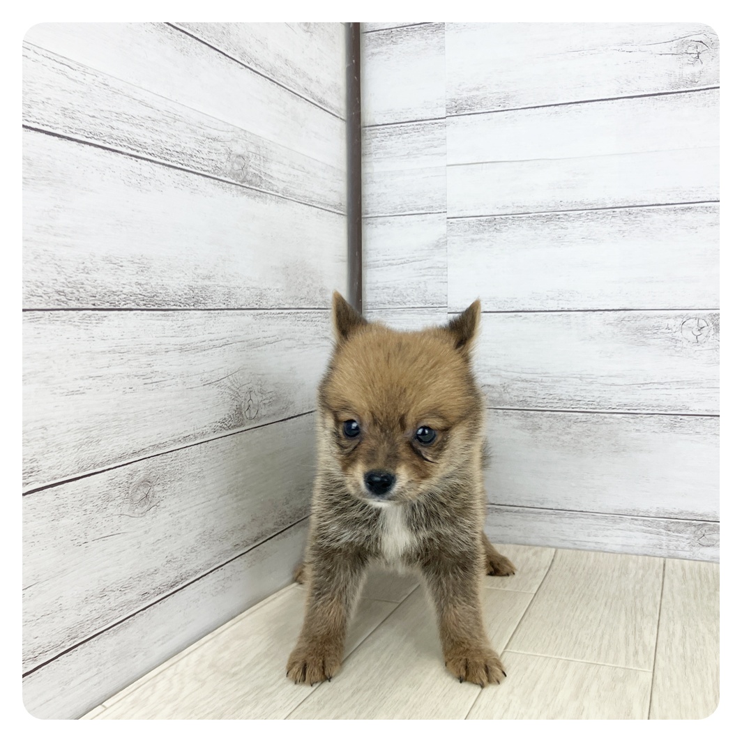愛知県のポメ柴/豆ポメ/ポメ豆柴(ポメラニアン×柴犬) (犬の家＆猫の里春日井本店/2025年8月1日生まれ/男の子/オレンジ)の子犬