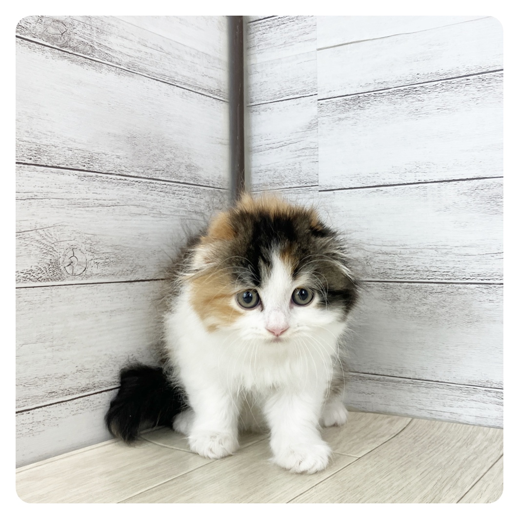 静岡県のスコティッシュフォールド (犬の家＆猫の里富士店/2025年8月3日生まれ/女の子/ブラウンパッチドタビーホワイト)の子猫