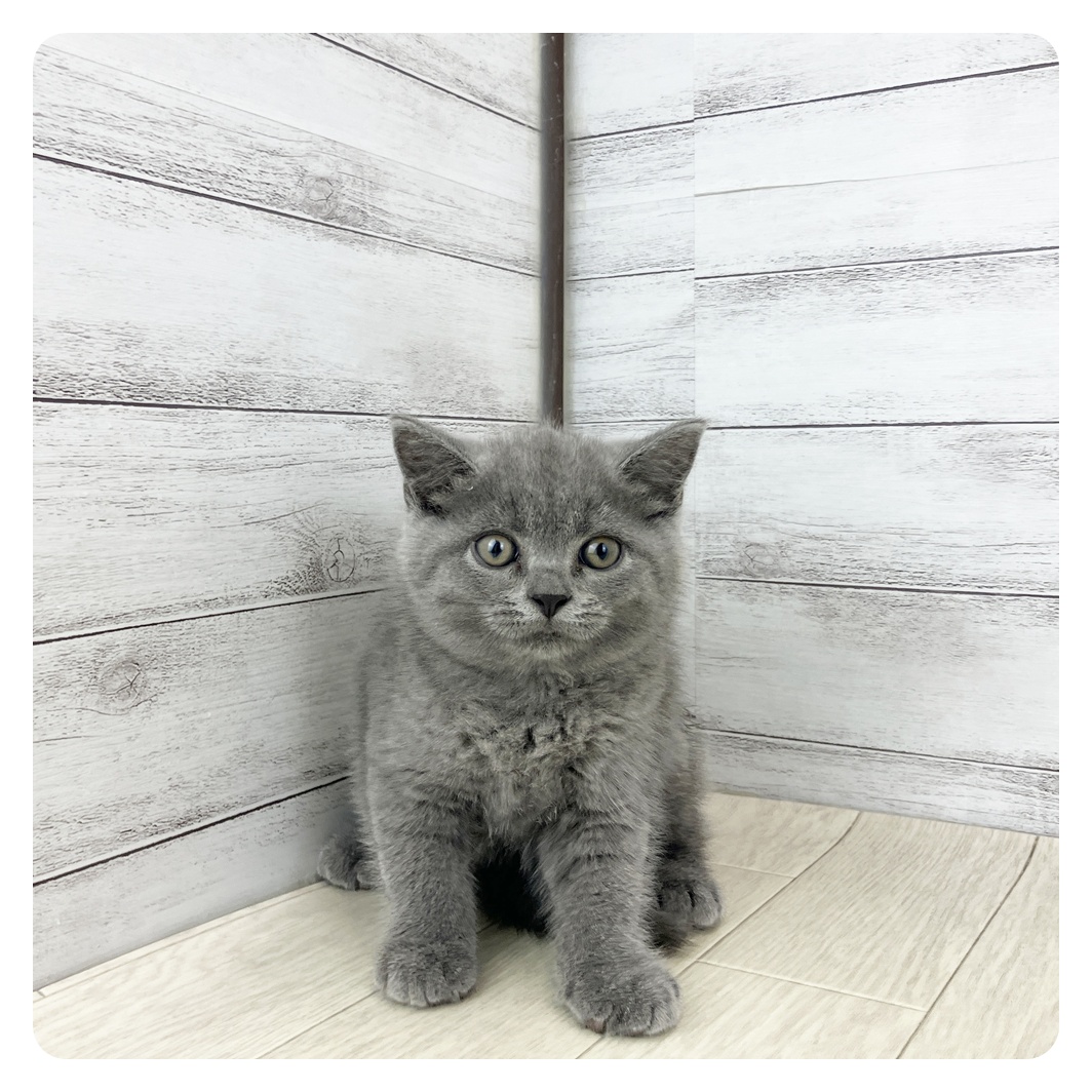 愛知県のブリティッシュショートヘアー (犬の家＆猫の里春日井本店/2025年7月28日生まれ/男の子/ブルー)の子猫