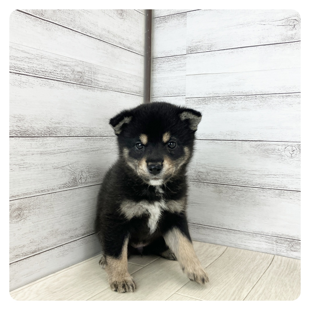 愛知県の豆柴 (犬の家＆猫の里春日井本店/2025年8月1日生まれ/女の子/黒)の子犬